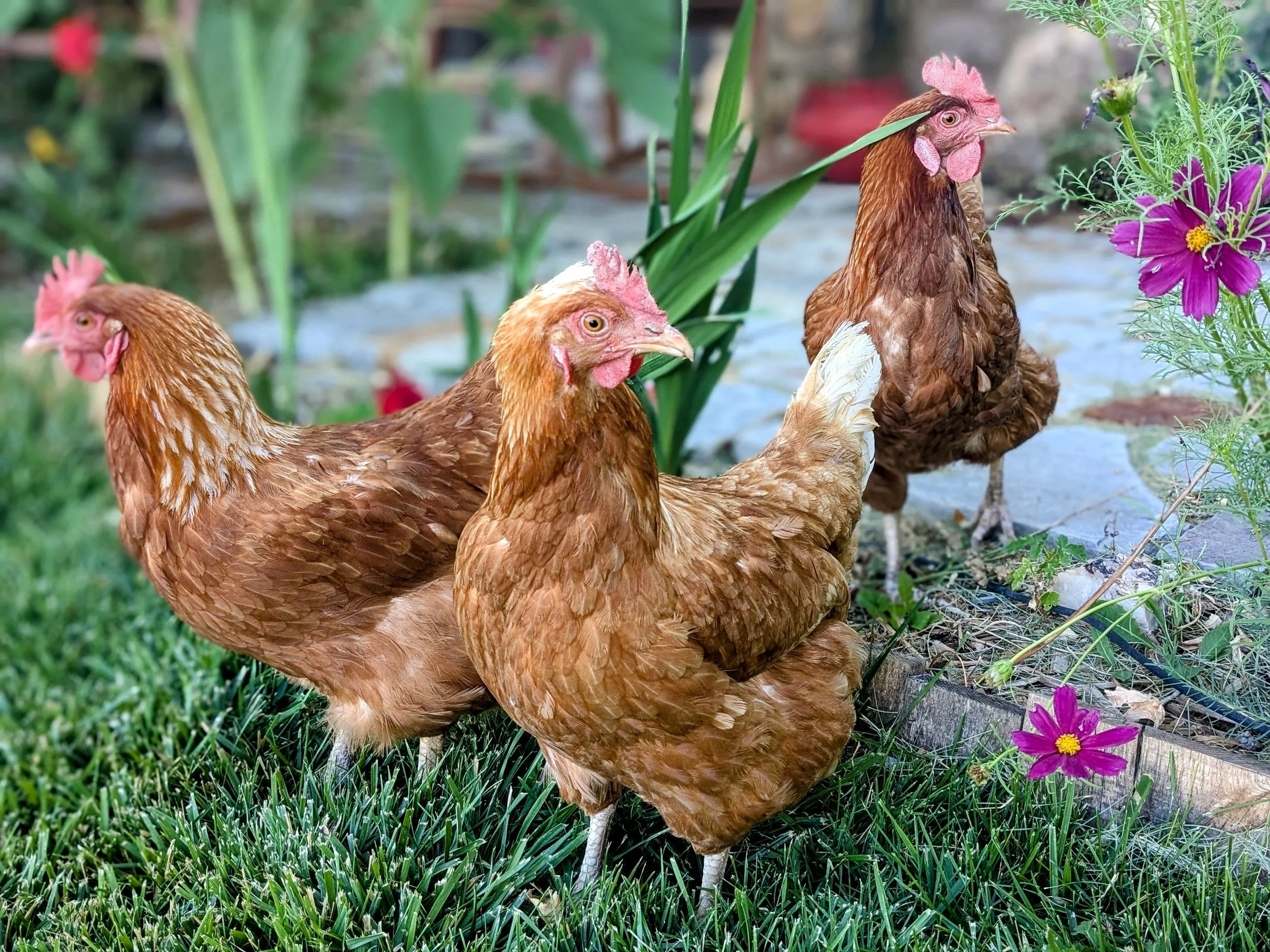 A trio of happy red hens.