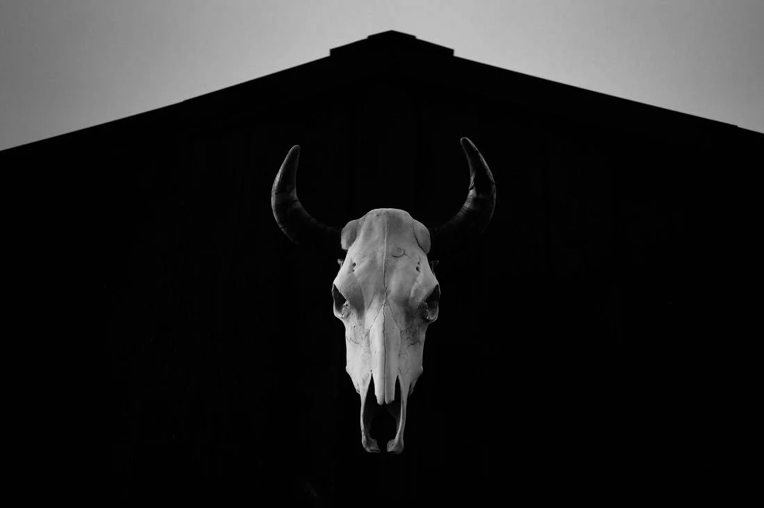 cow-skull-black-white.jpeg