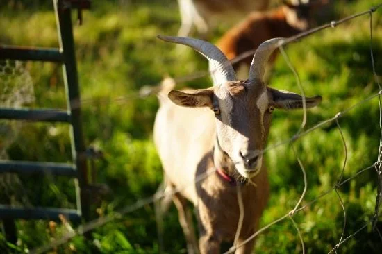 friendly-goat.jpeg
