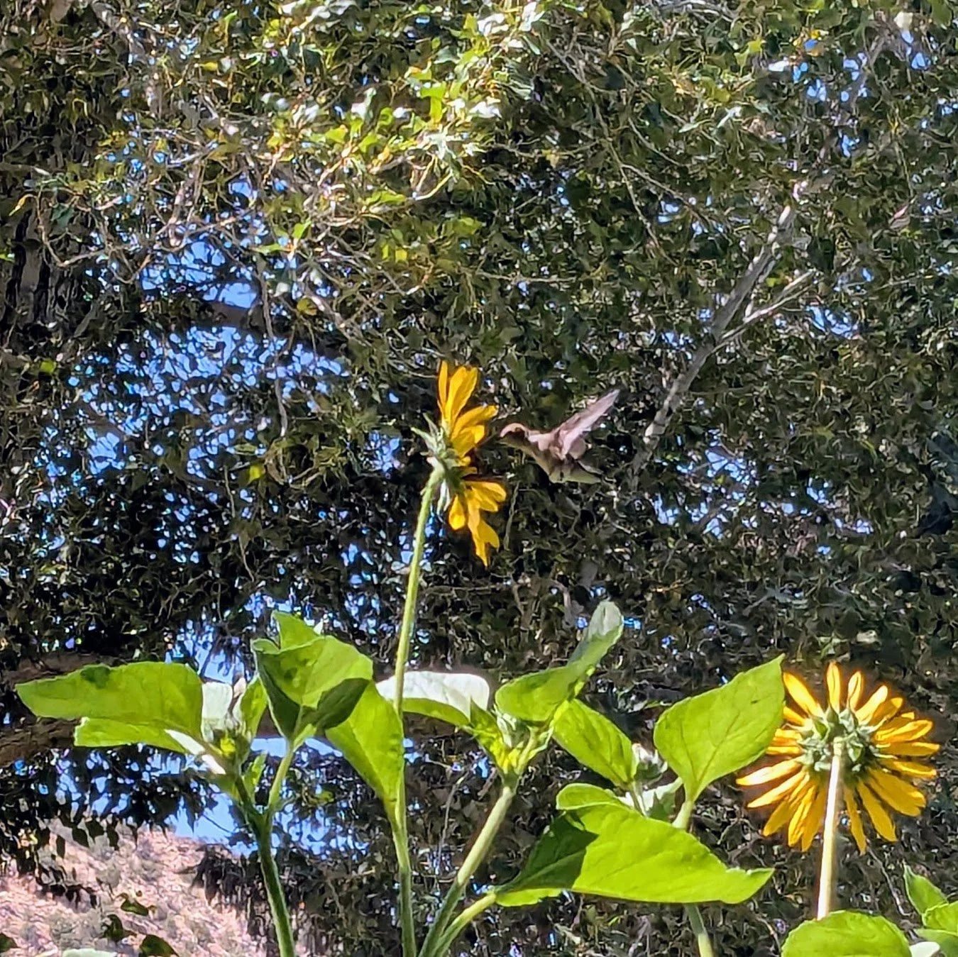 Hummingbird and sunflowers.