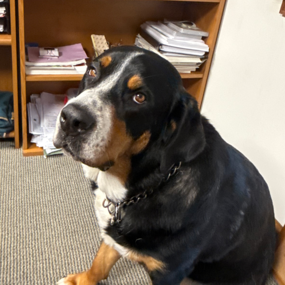 A large black and tan dog sitting on a carpeted floor in front of a bookshelf filled with papers and folders.