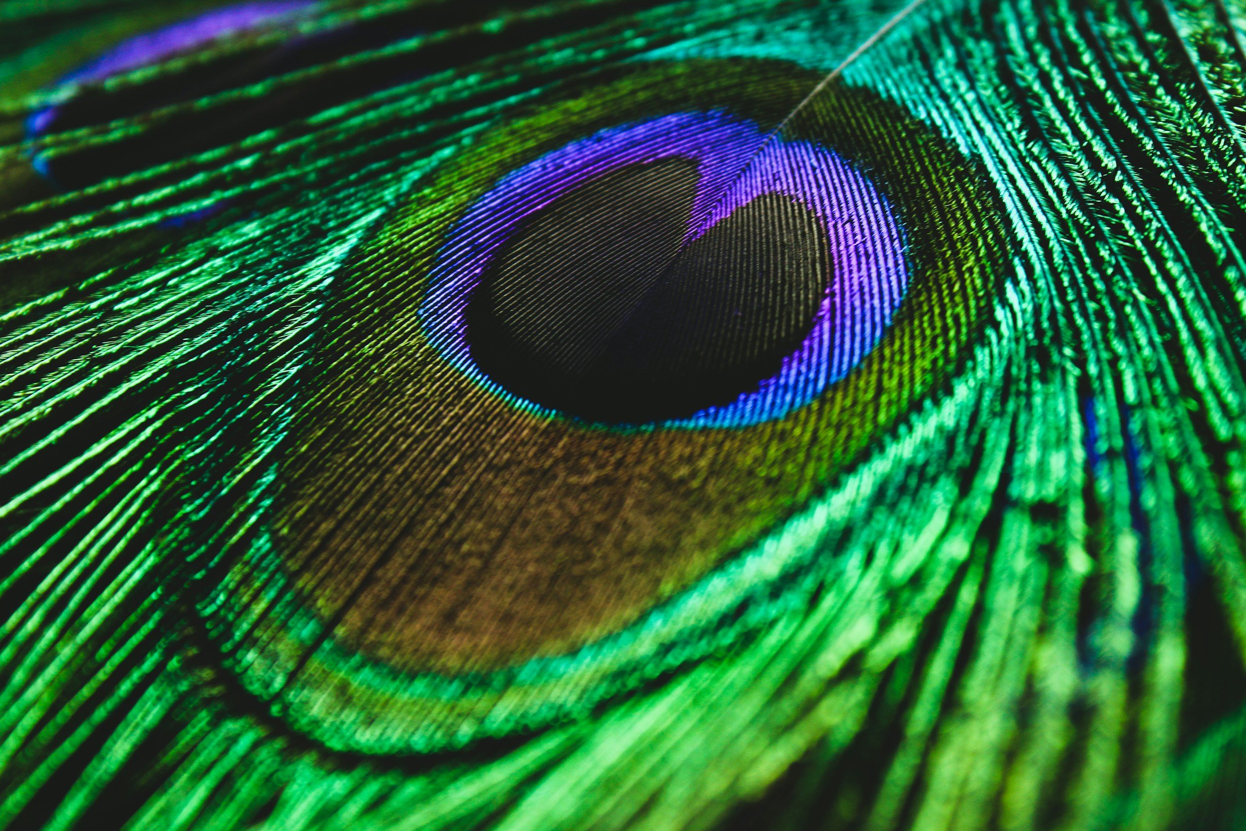 Close-up of a peacock feather showing vibrant green, blue, purple, and black colors and intricate details.