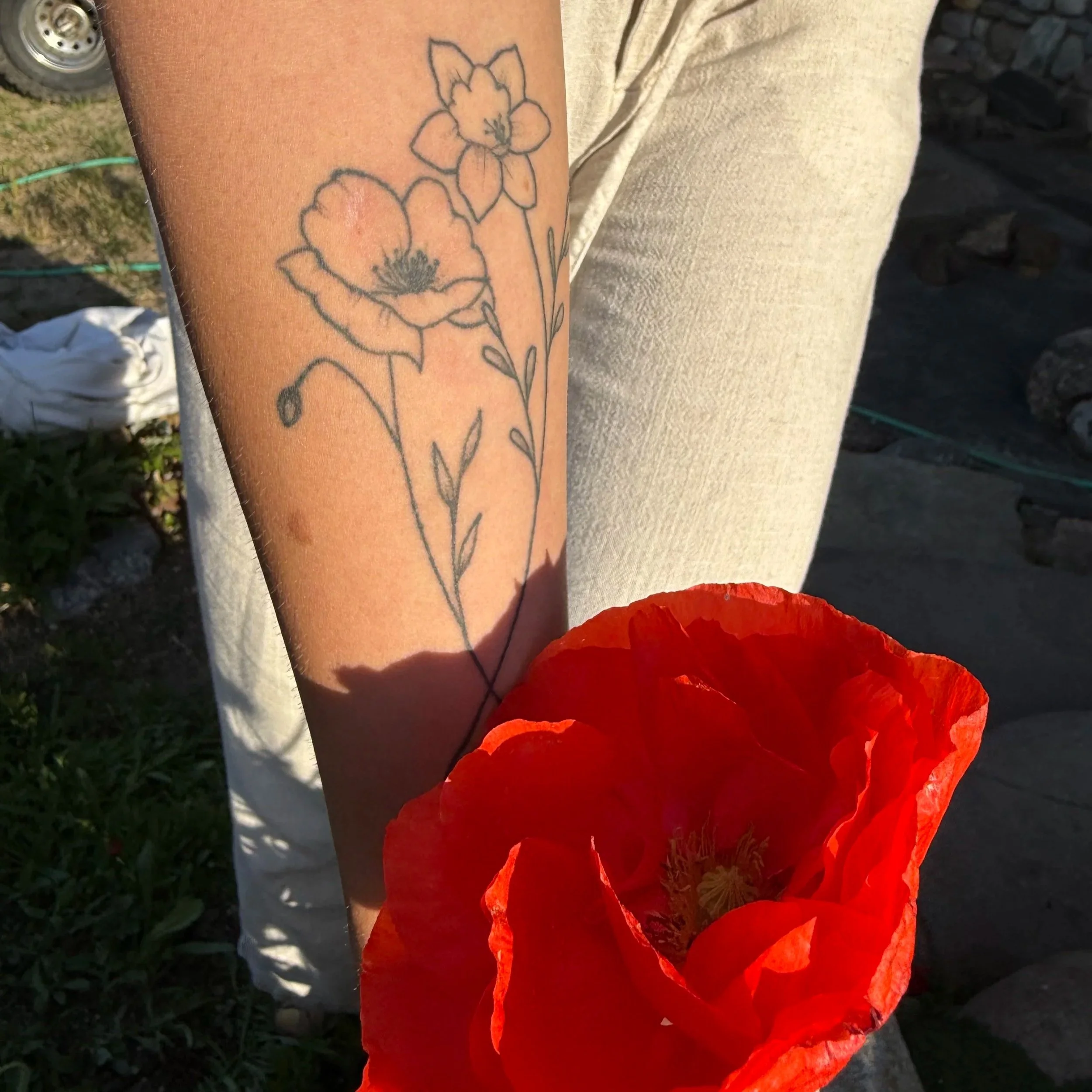 A person's arm with a line art tattoo of two flowers, a poppy and a daffodil, shadowed by the sunlight. A large red poppy flower is foregrounded at the bottom of the image. The person is wearing light-colored pants, and the background shows outdoor ground with some rocks and grass.