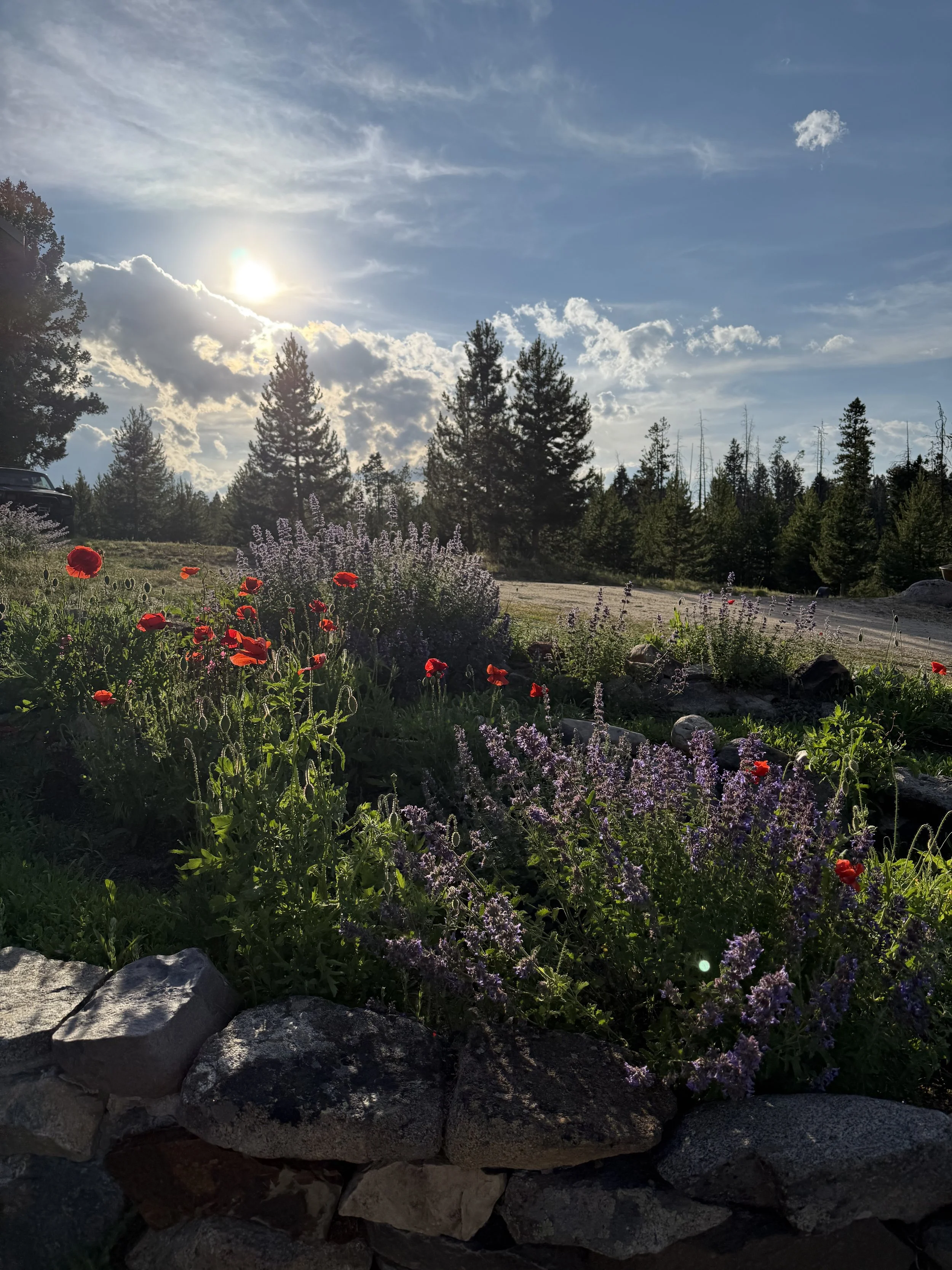 A garden with purple and red flowers, a stone border, and a view of pine trees under a partly cloudy sky with the sun shining.