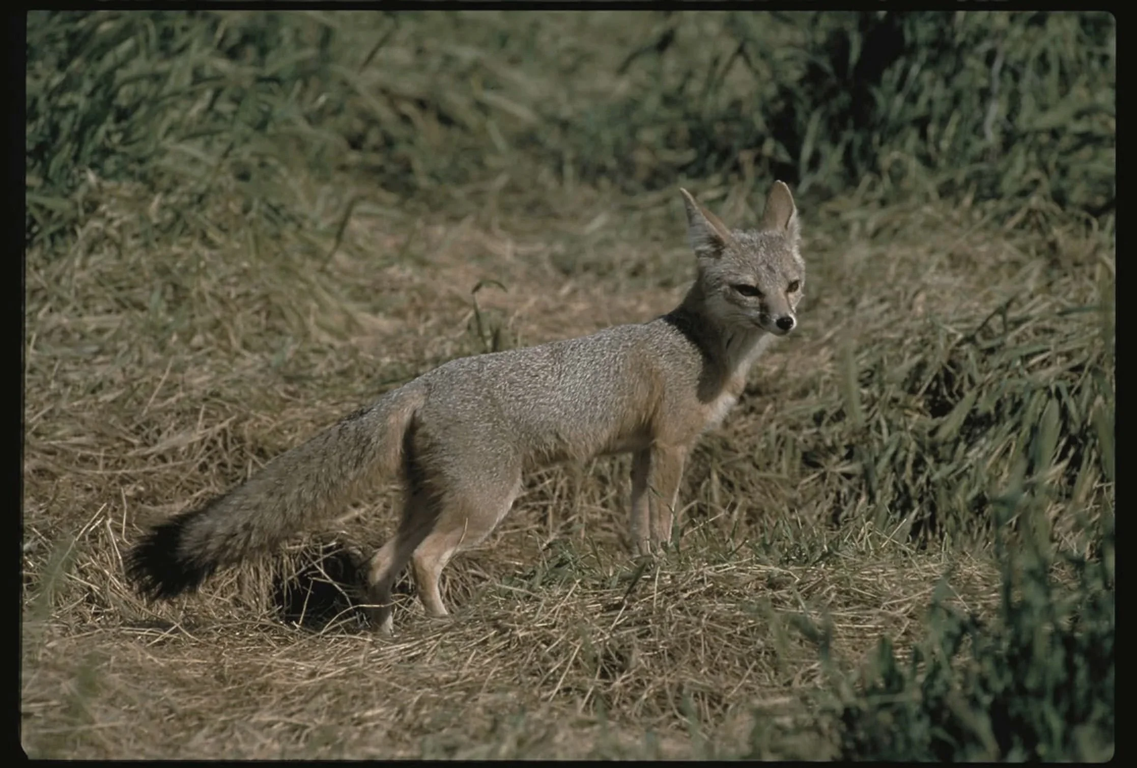 San_Joaquin_kit_fox_male.jpg
