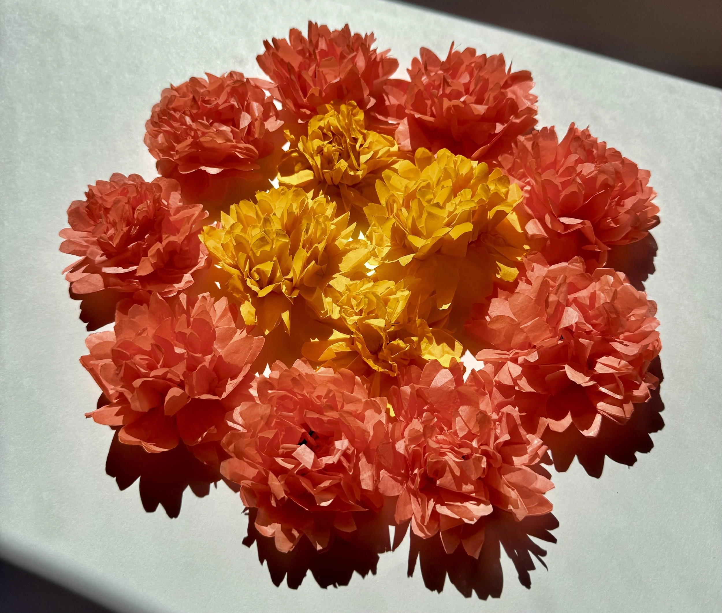 Marigold_6.jpeg