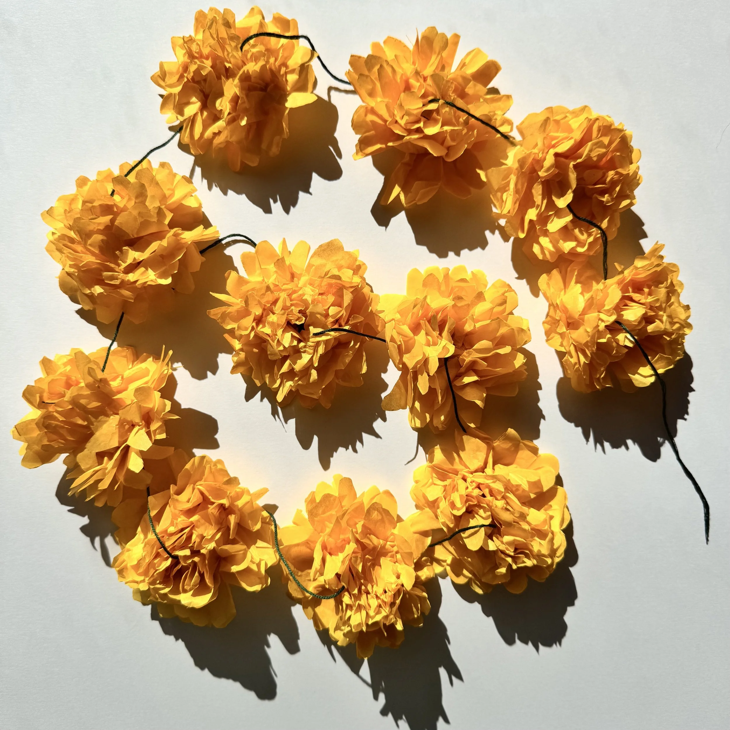 Marigold_13.jpeg