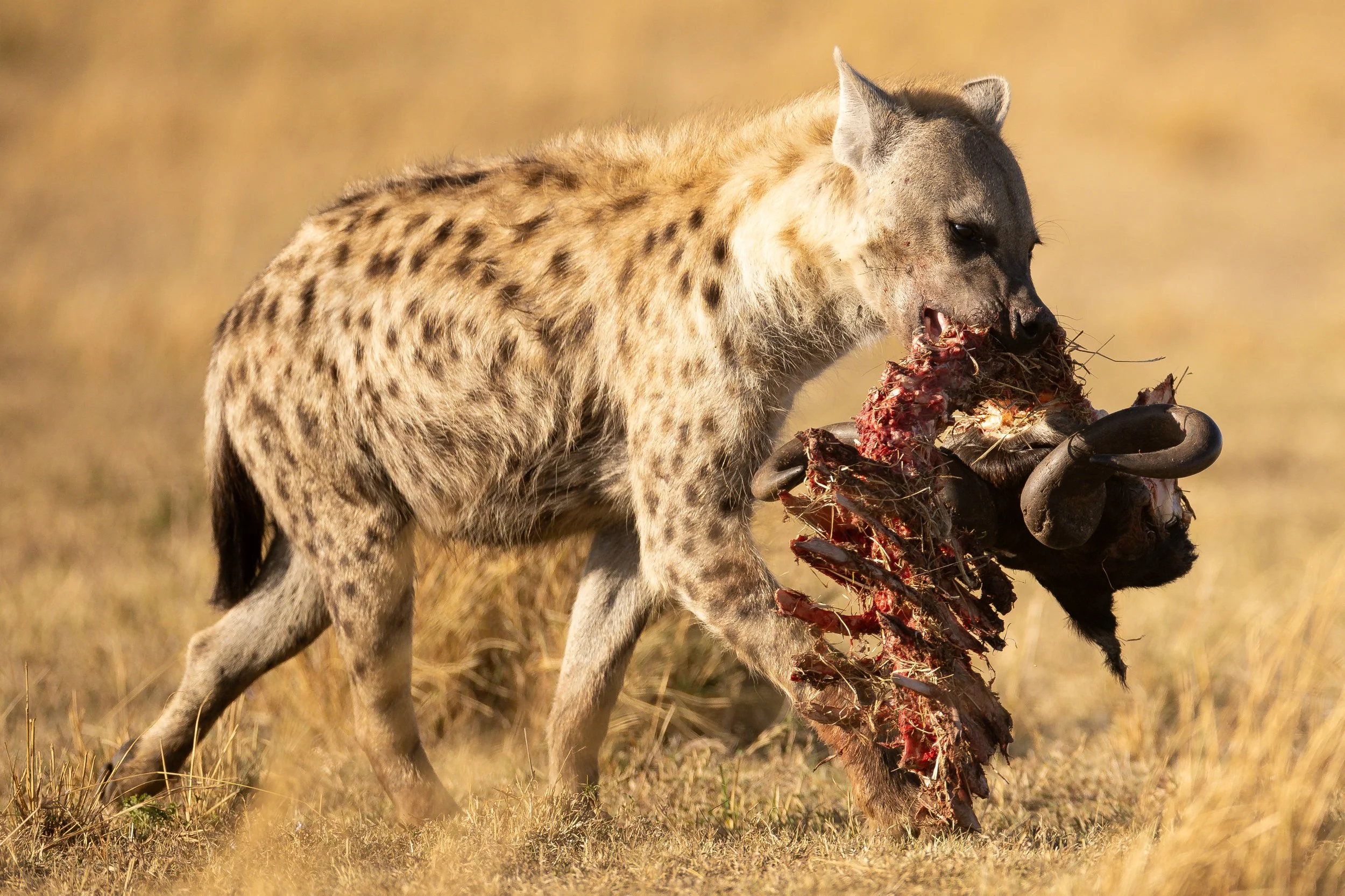 JK3_1264.jpg