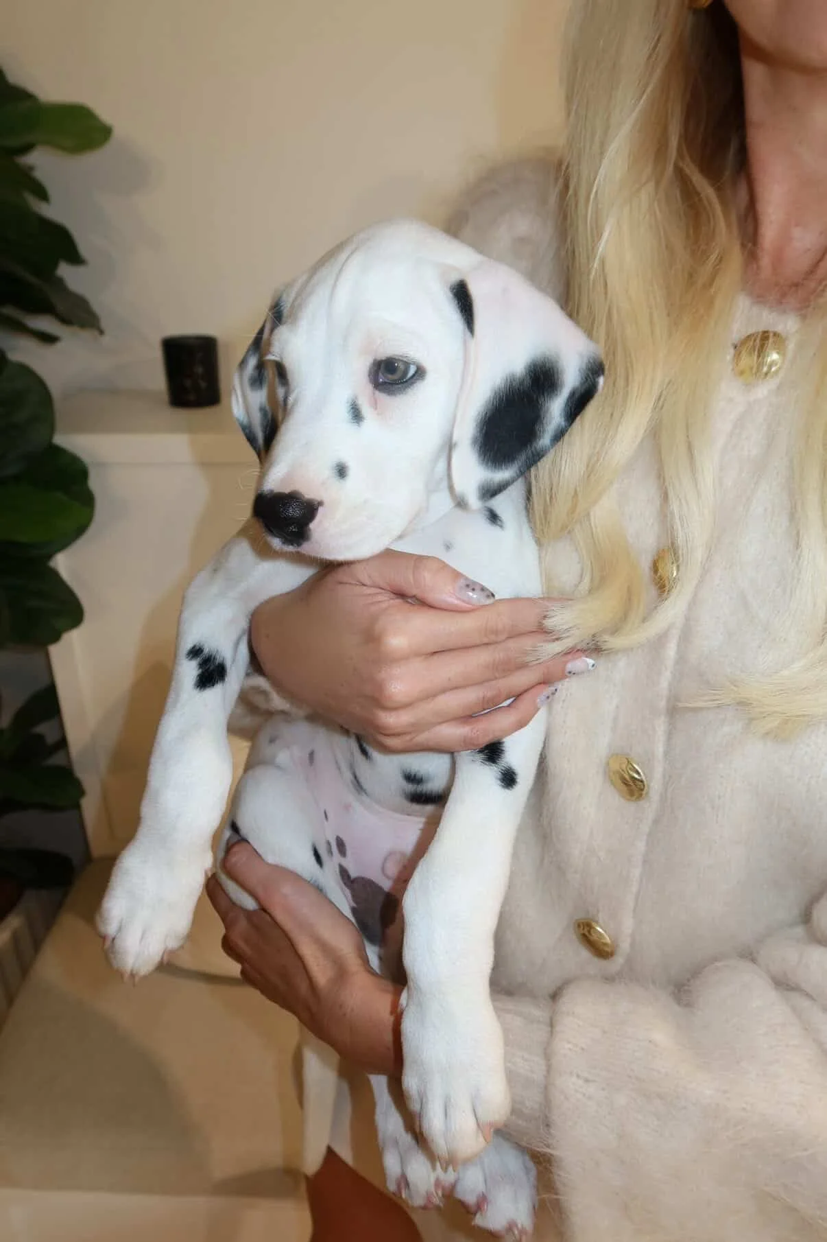 Dog friendly nail salon with a Dalmatian puppy and fresh manicure