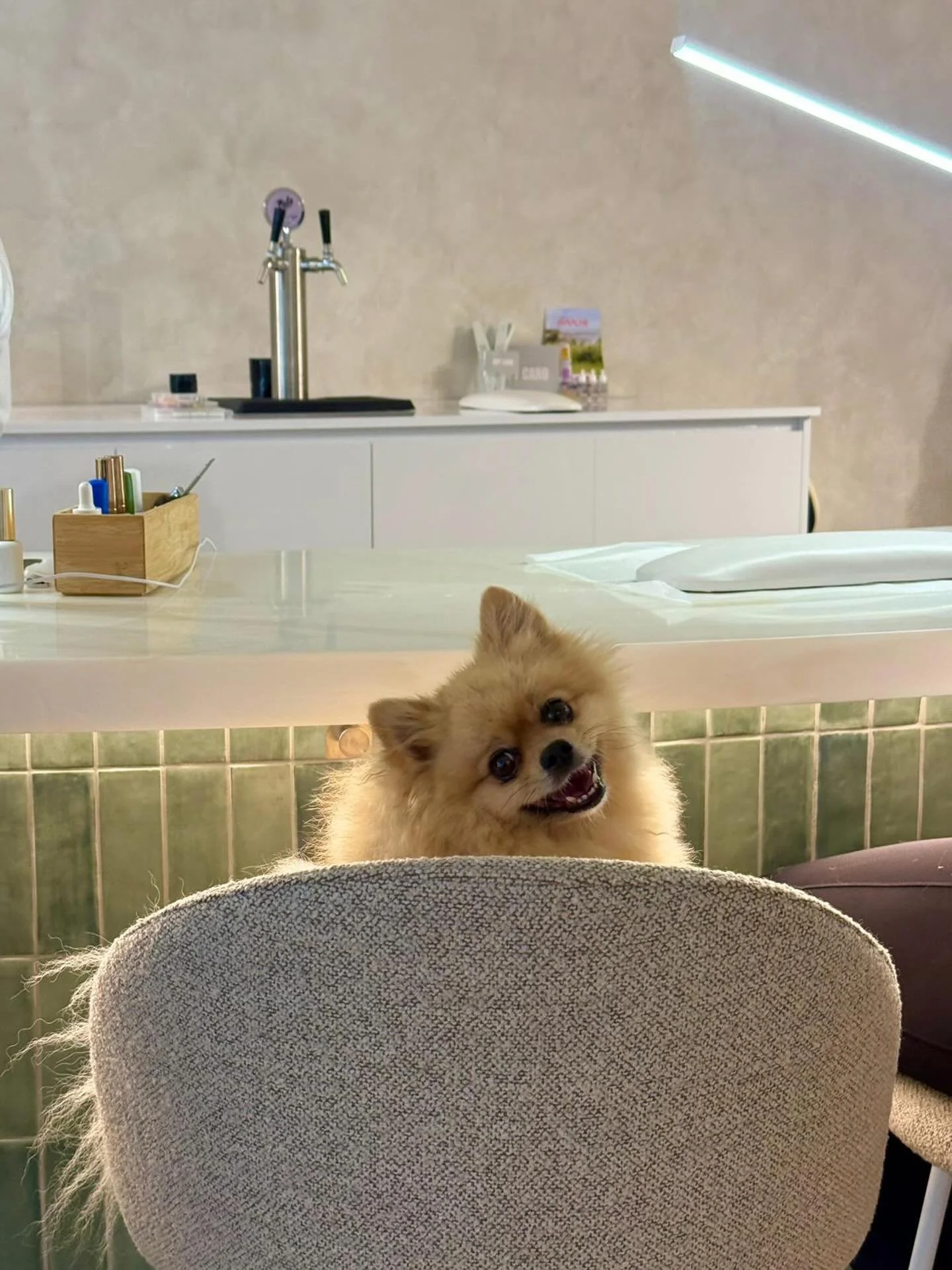 Dogs of Dudleys 💚