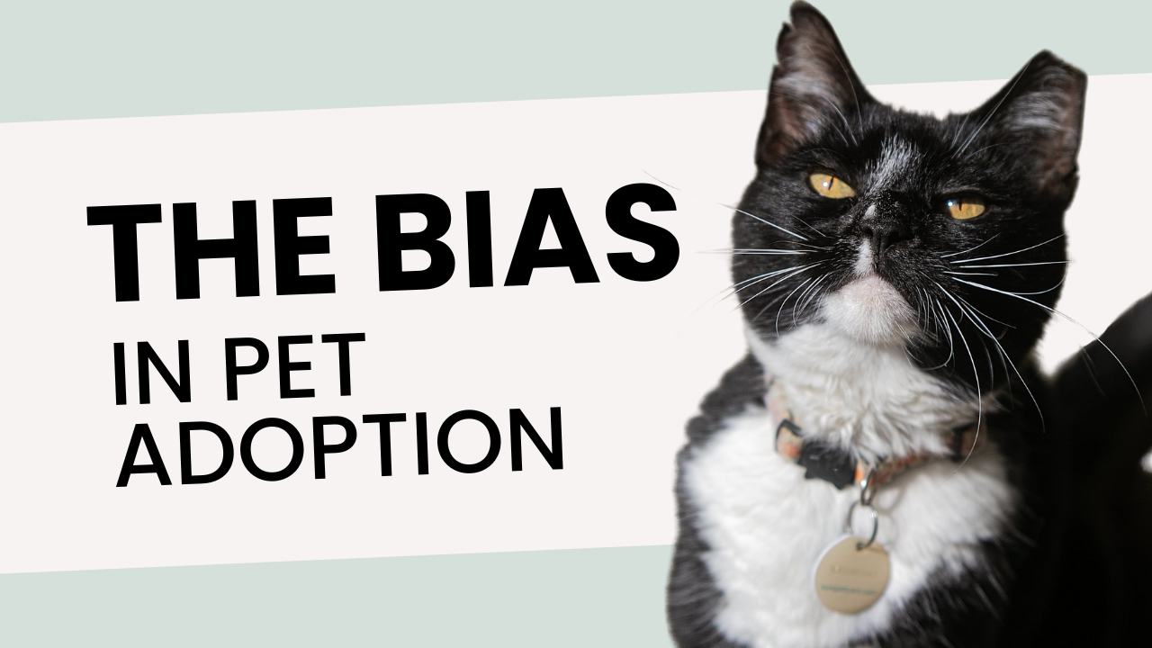 The Bias in Pet Adoption: Why Cats Deserve the Same Grace as Dogs