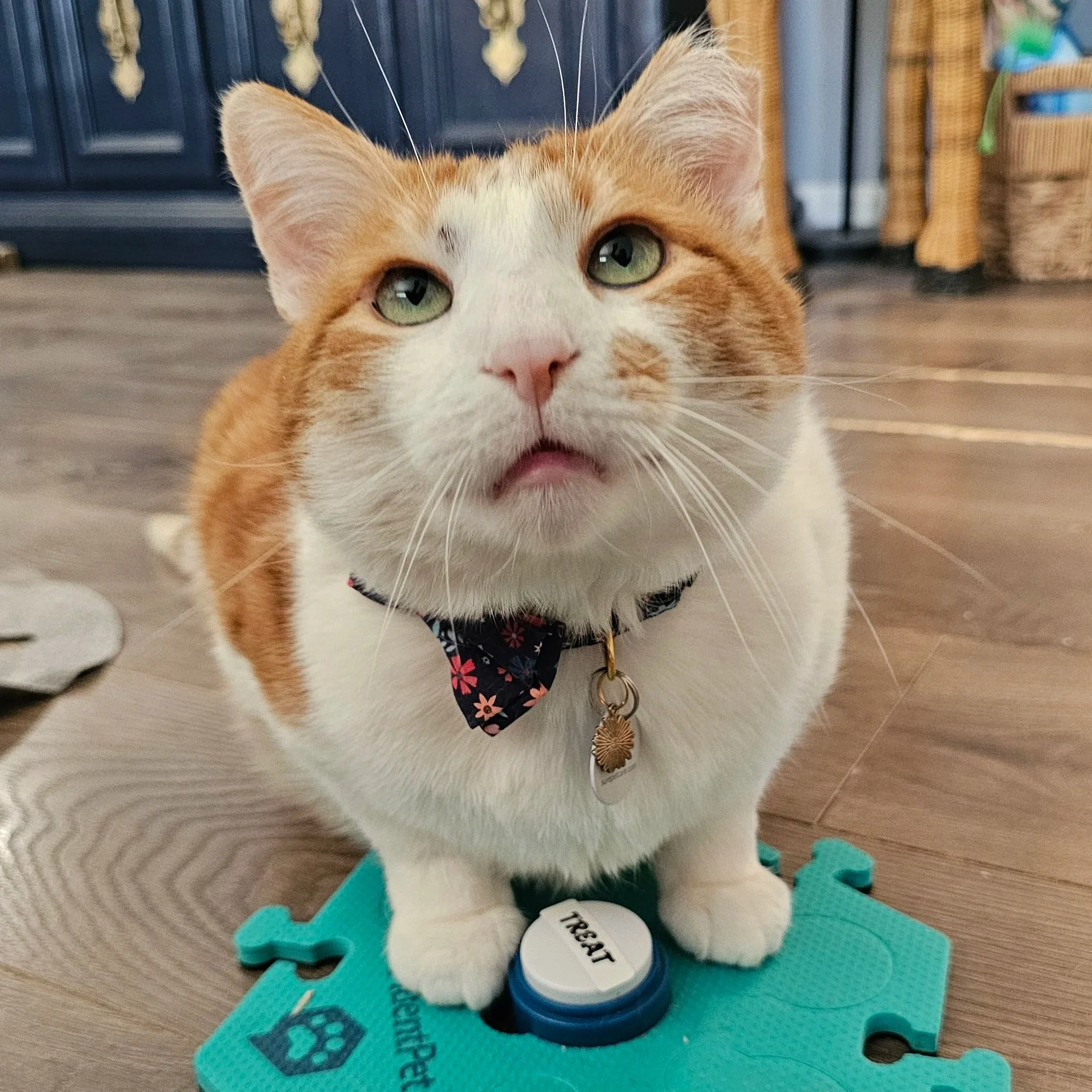 The Most Important Step in Button Training (That Most People Skip)