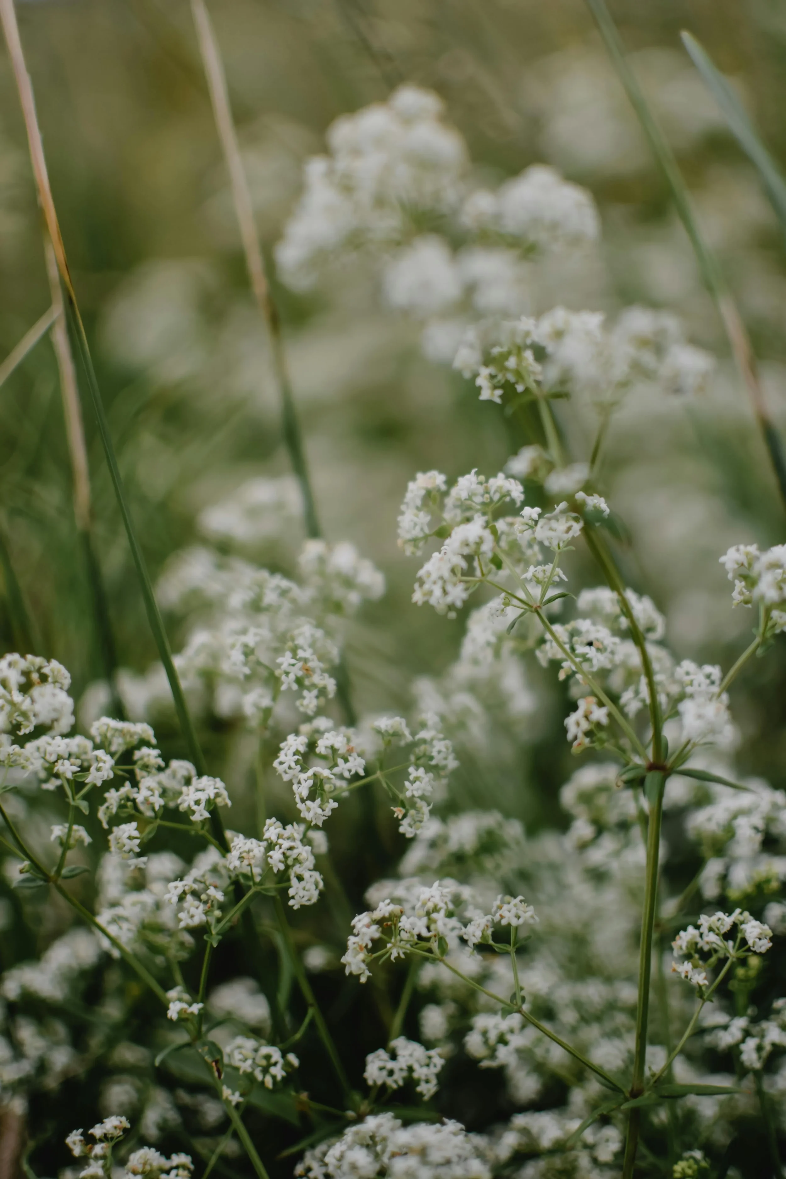 Close-up of small white flowers growing among green grass.