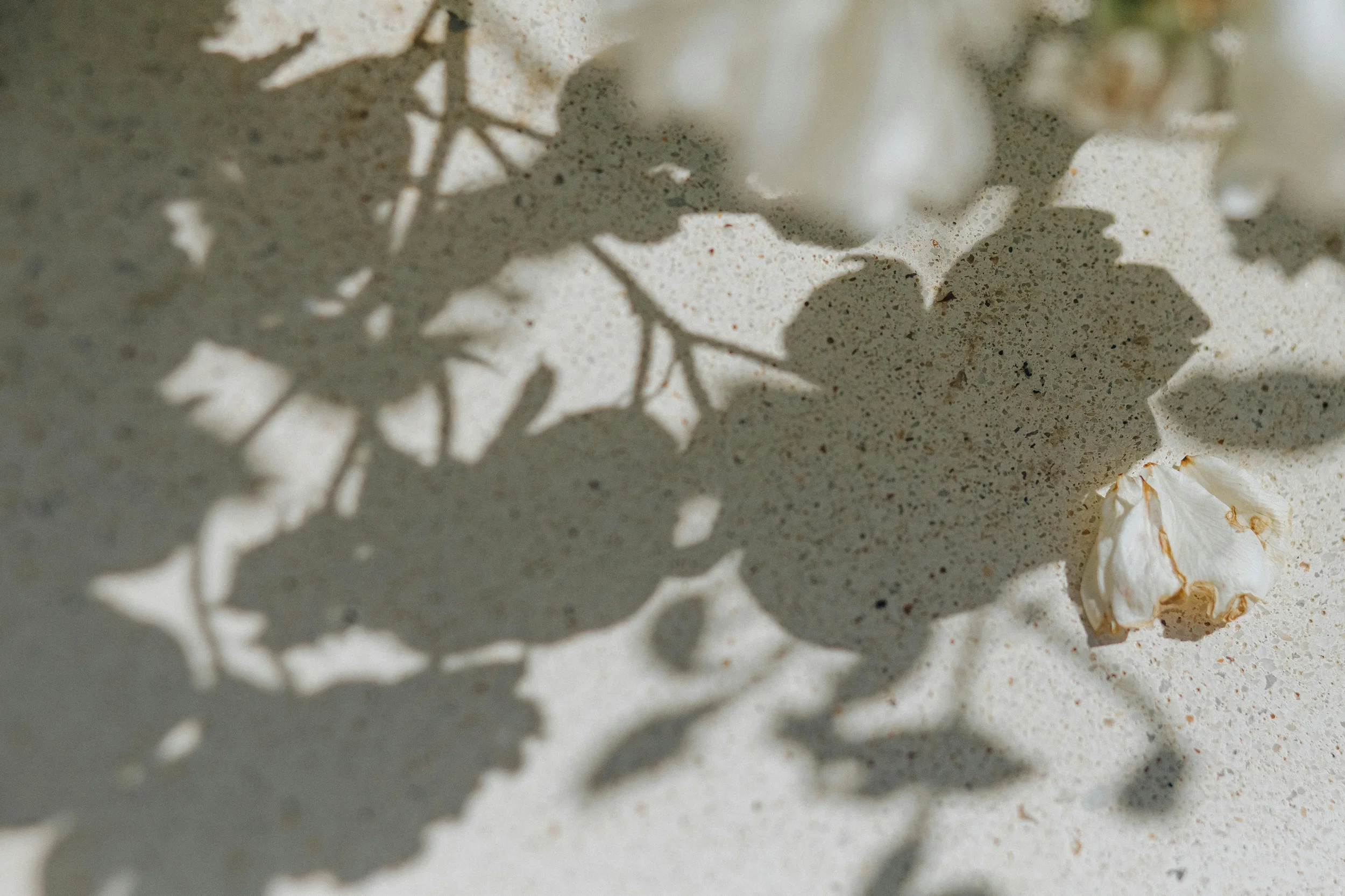 Shadow of a flower on a light-colored surface with a small white and brown flower petal.