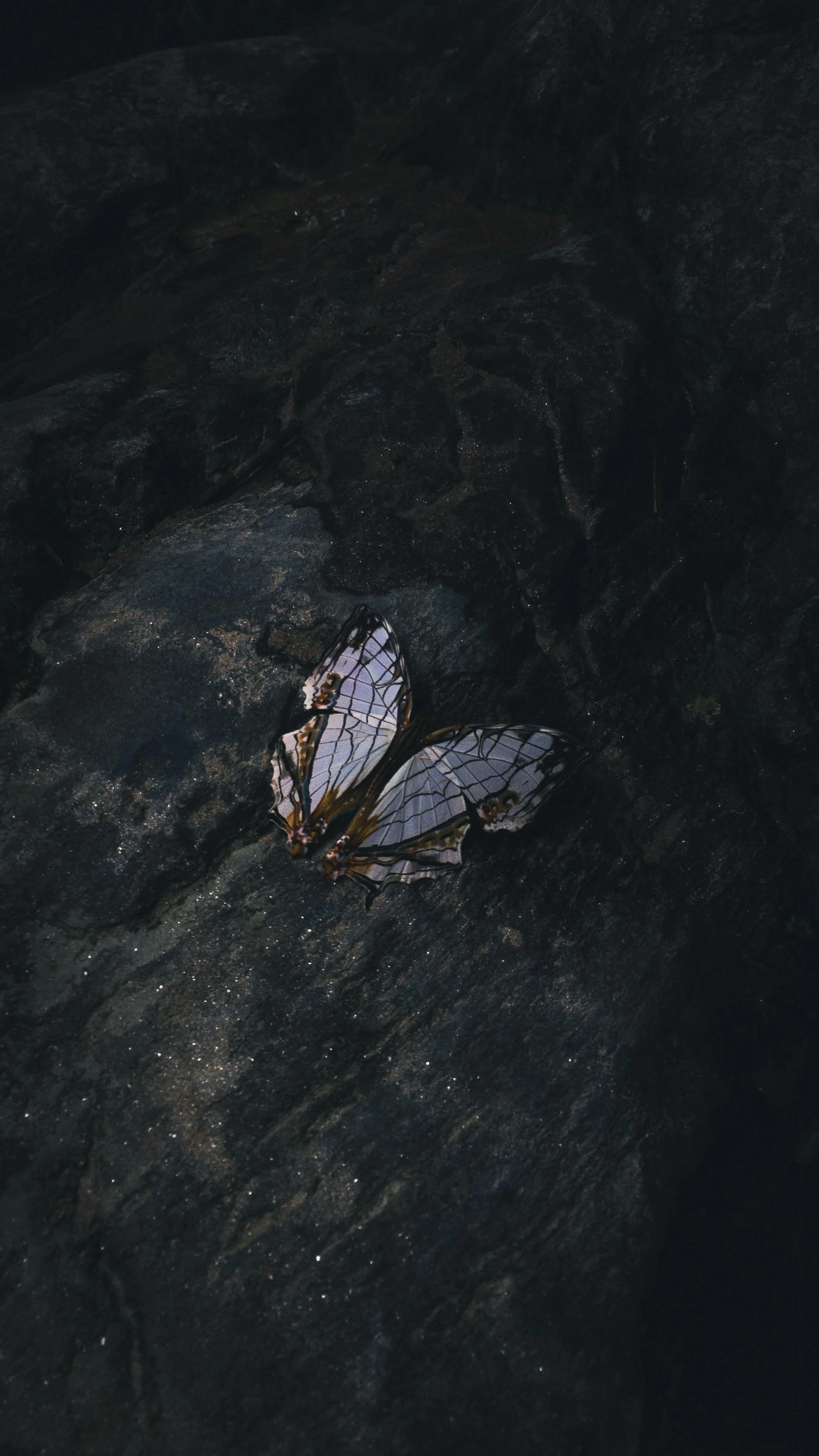 A butterfly with white, black, and orange markings resting on a dark, textured surface.