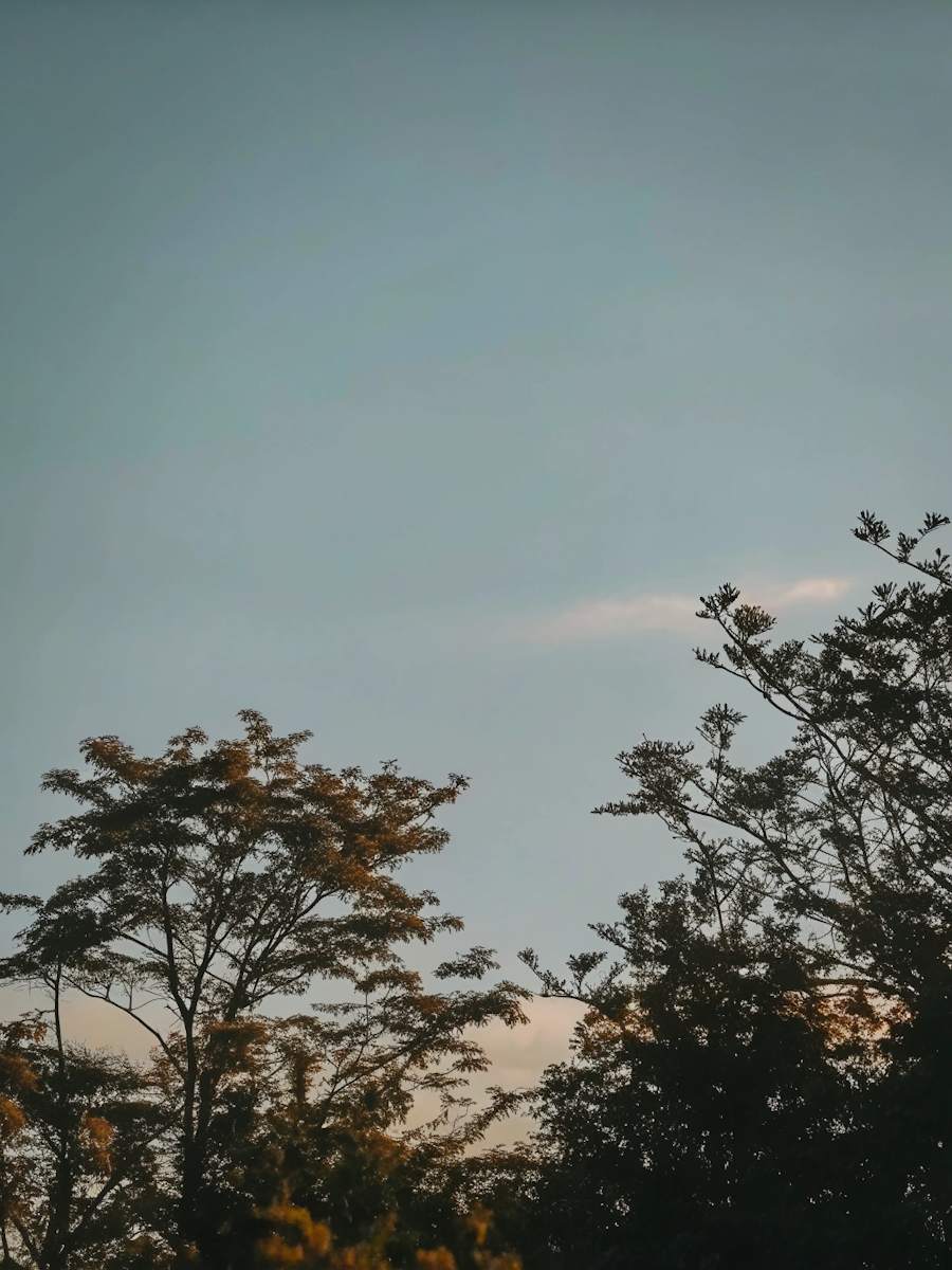 Silhouettes of trees against a clear sky at sunset or sunrise.