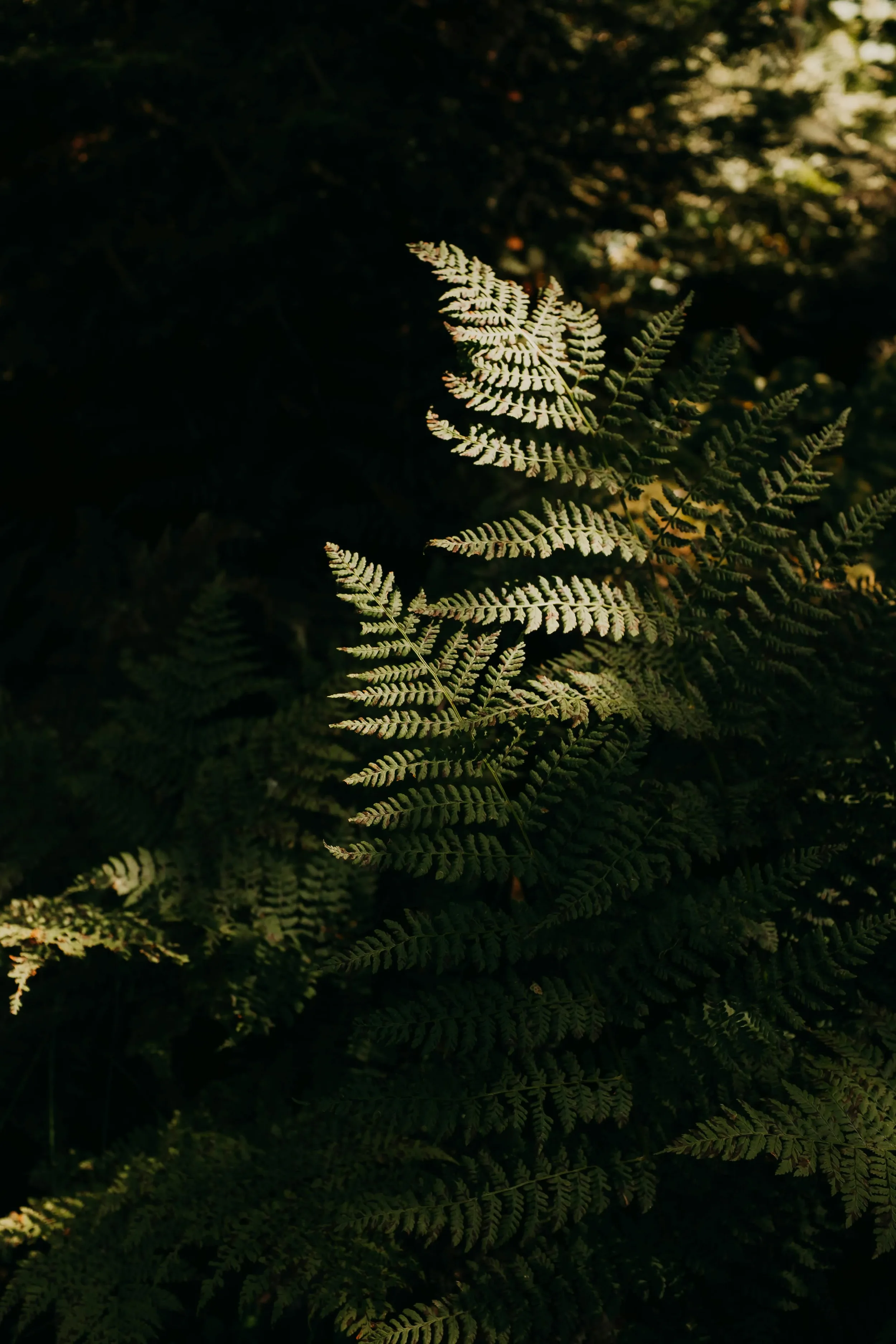 Close-up of green fern leaves in a forest with sunlight filtering through.
