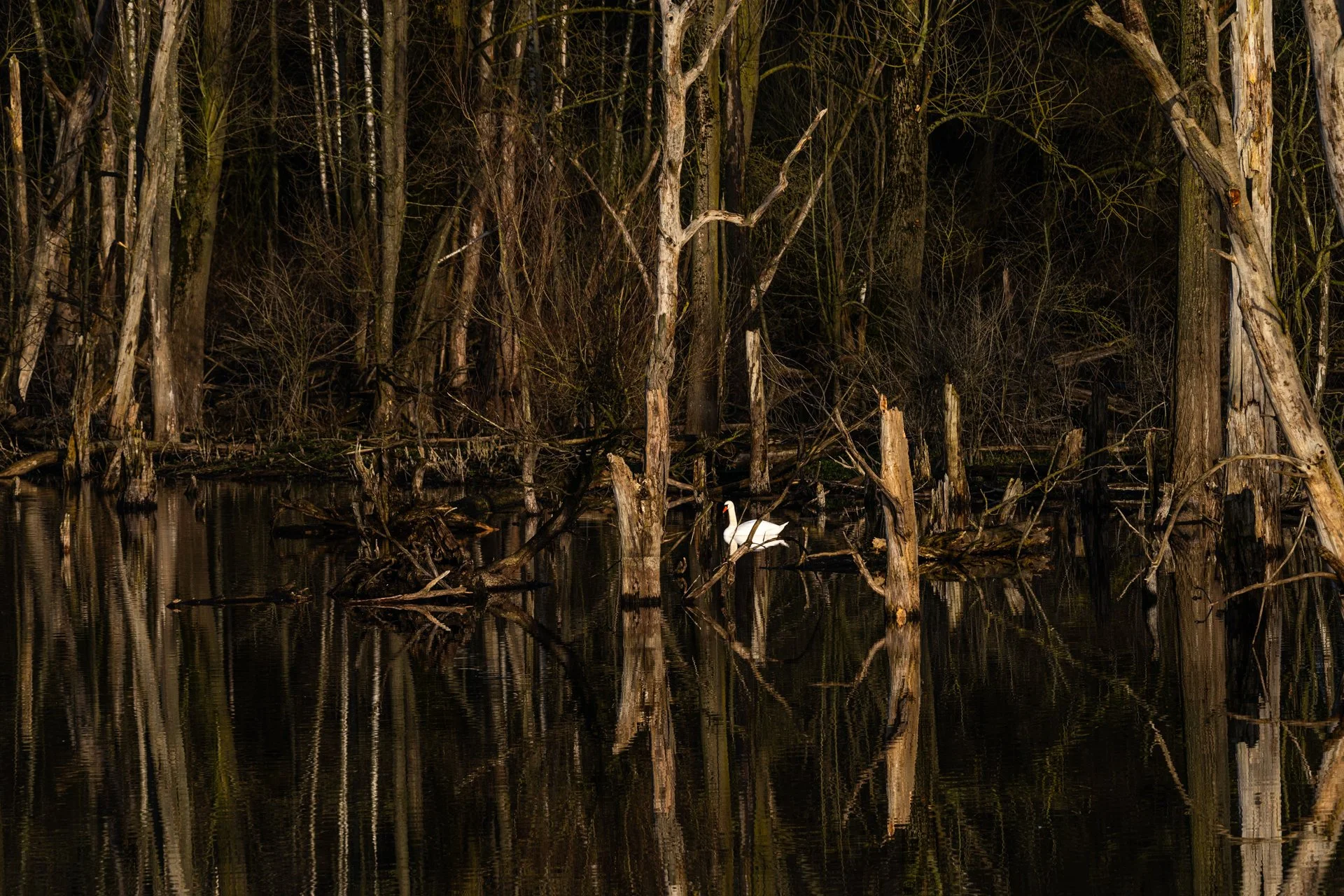 20260117-A7R03148.jpg