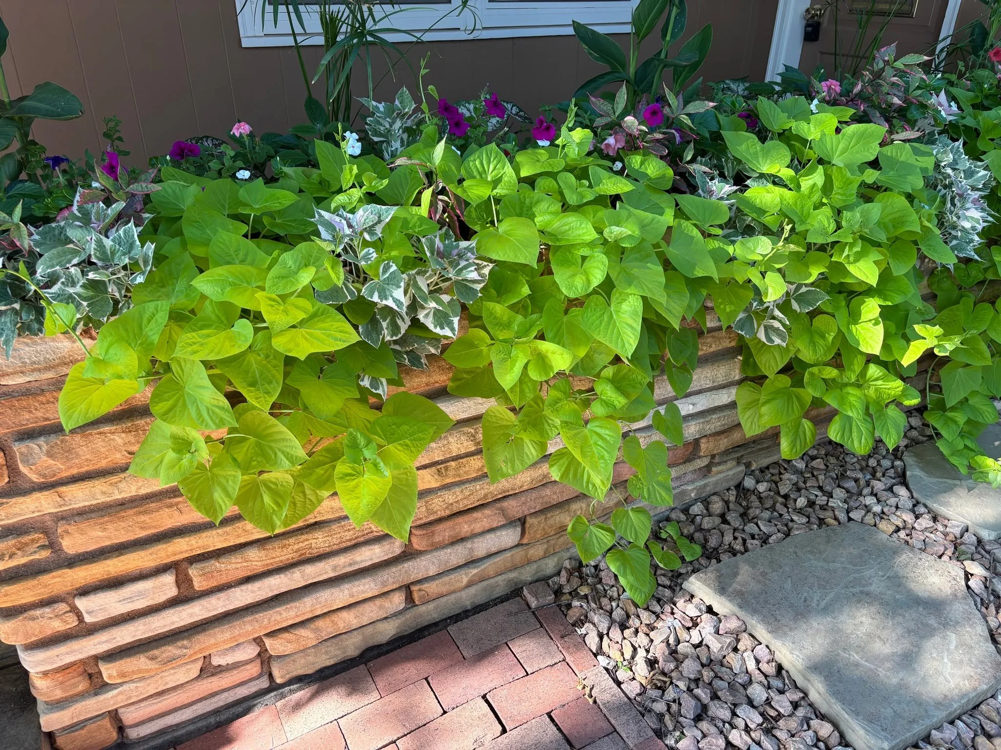 How wonderful are these plants! From what started as seeds at a client's home have turned into eye-catching curb appeal! I'd love to help give your gardens the attention they deserve in the remaining weeks of summer.

Book me here: https://erinserran