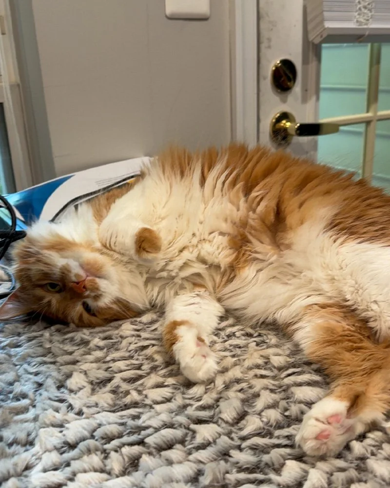 An orange and white cat lying on a textured gray blanket, resting inside a cozy indoor space with a door and glass window in the background.