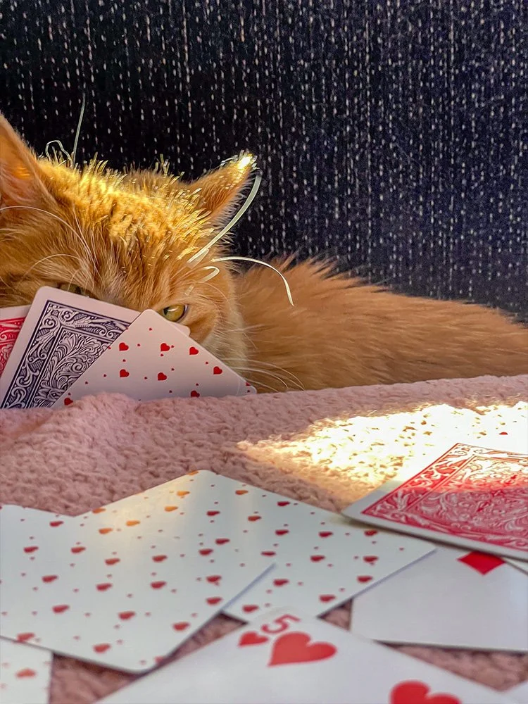Orange cat lying on a pink blanket with playing cards scattered around, partially hiding its face behind the cards.