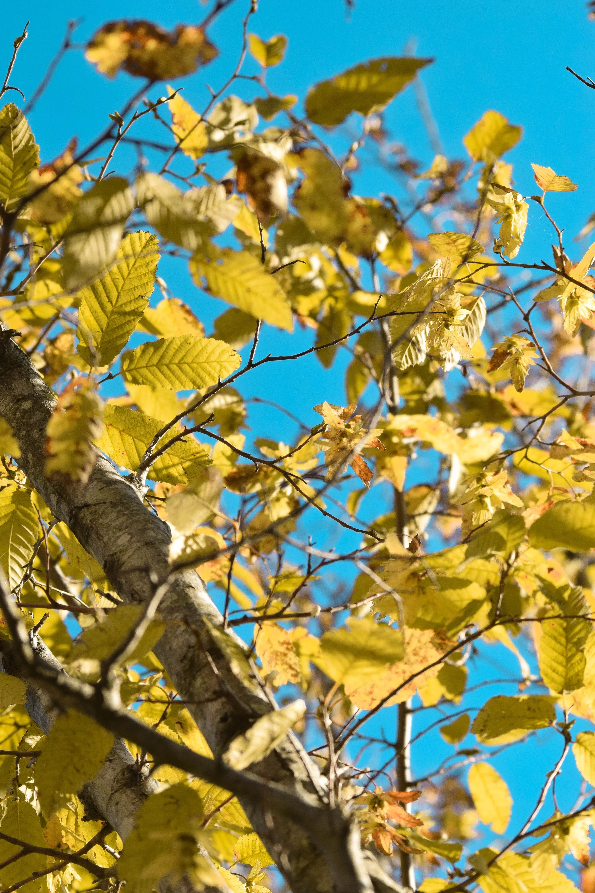Close-up of a tree with yellowing leaves against a bright blue sky.