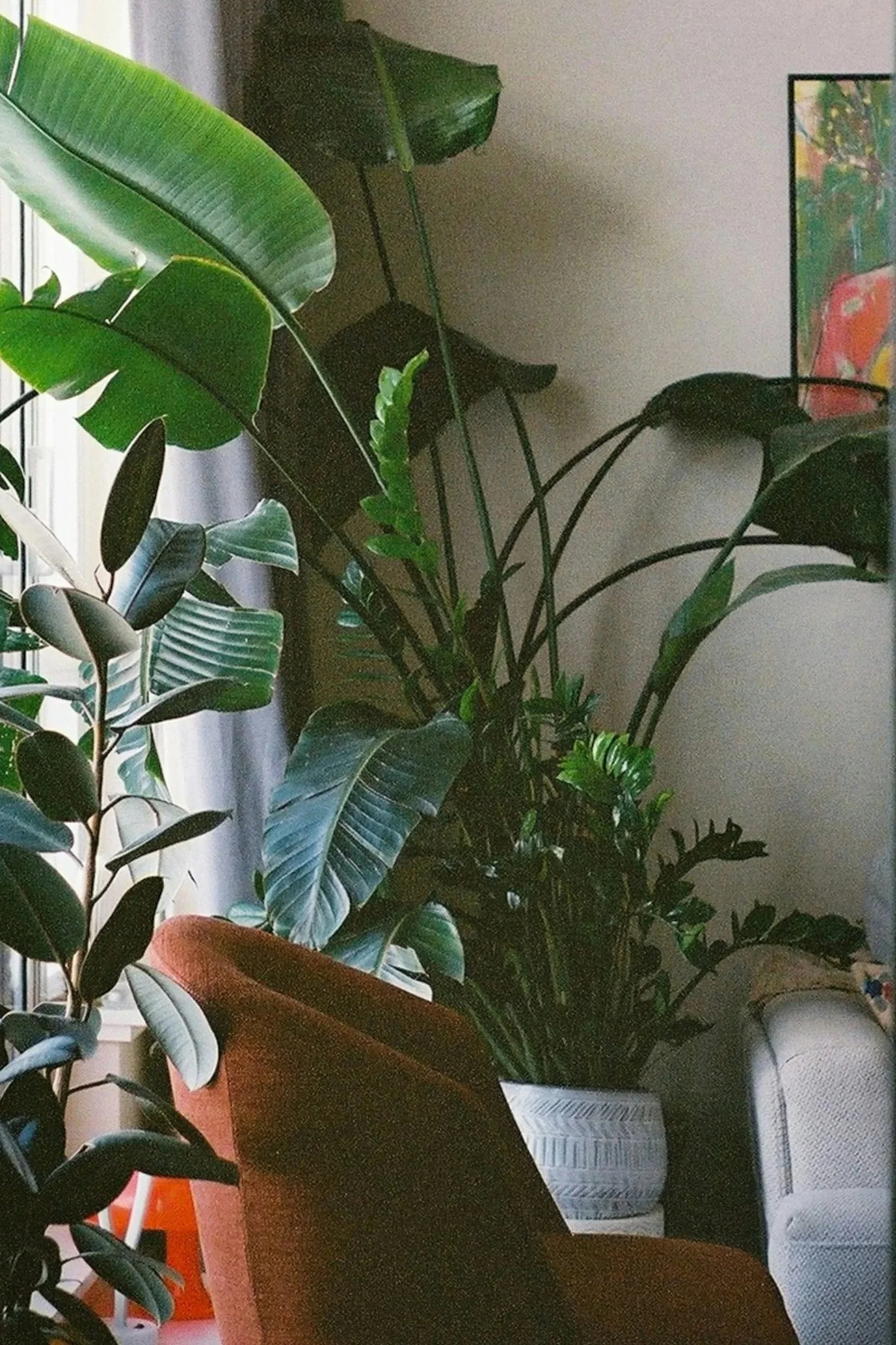 Lush indoor plants by a sunlit window in a cozy living space, evoking grounded self-reflection
