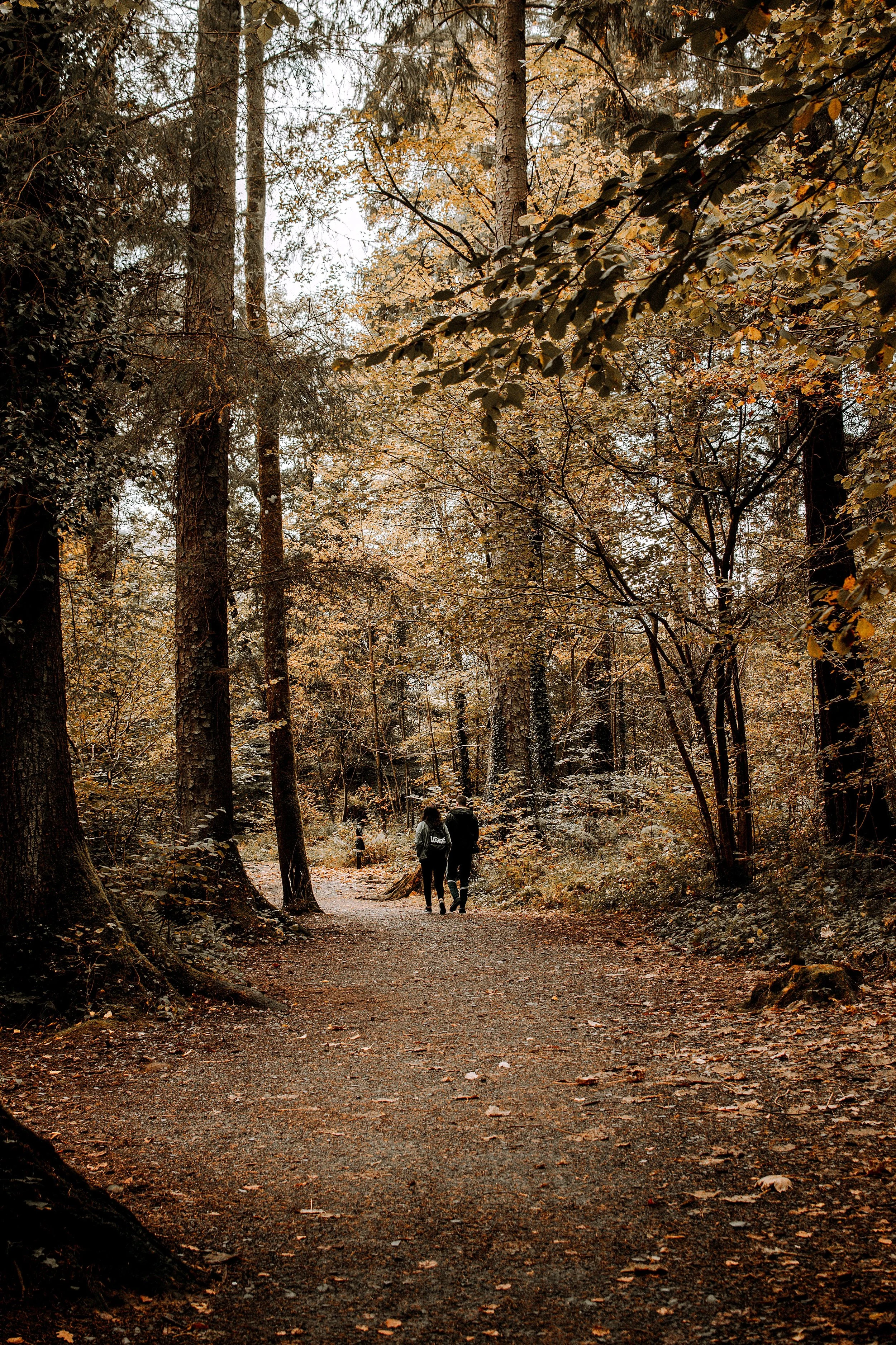 A couple walking along an autumn woodland path near Betws-y-Coed