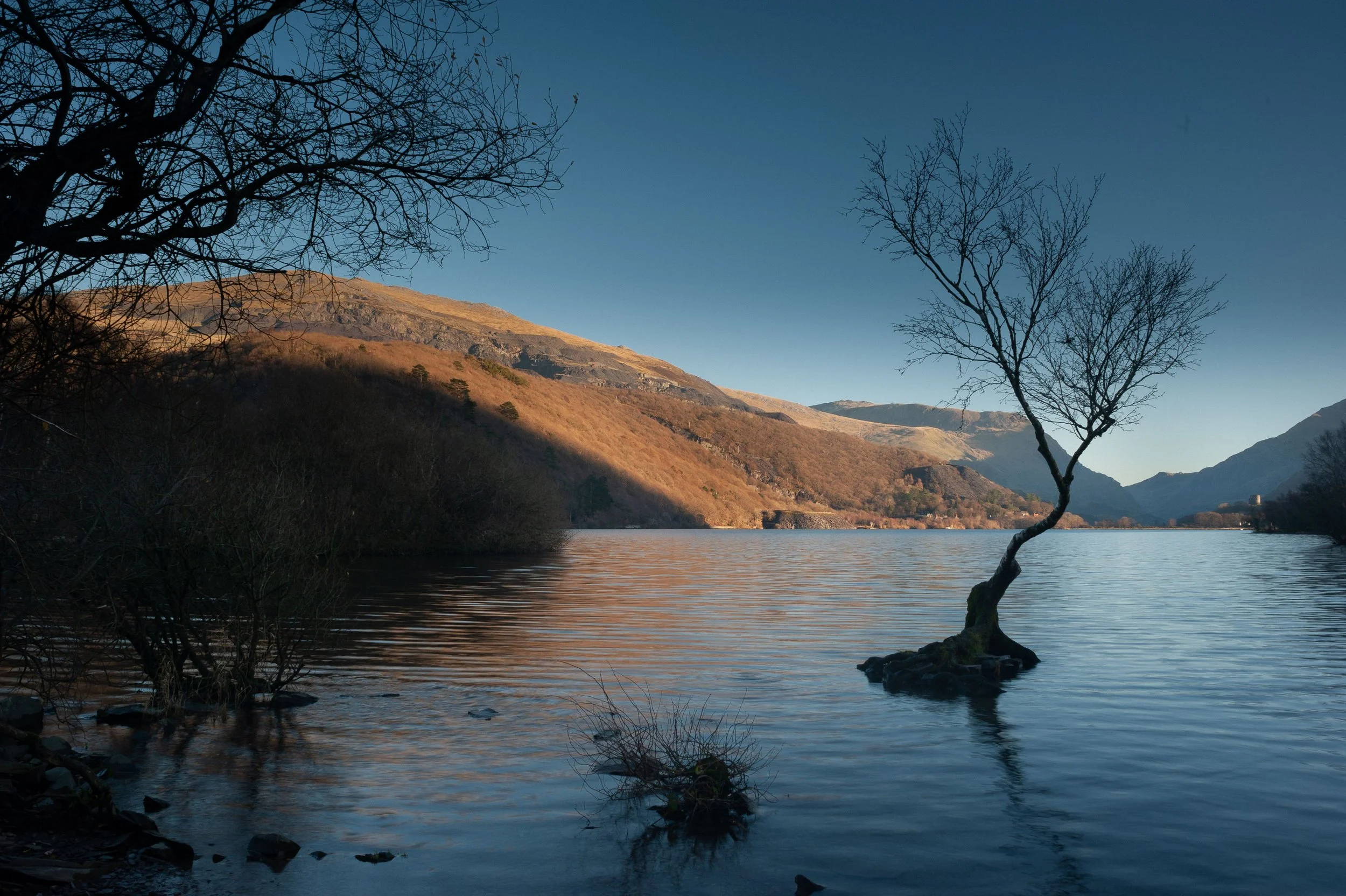 The lonely tree standing in Llyn Padarn at Llanberis at sunrise