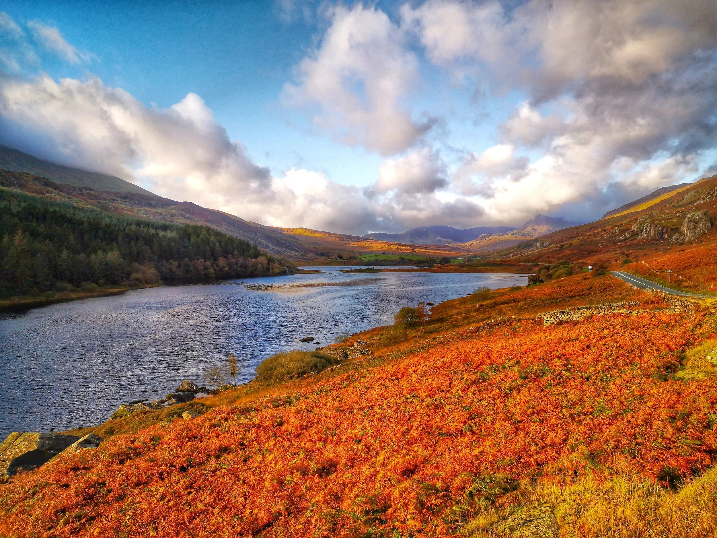 Orange autumn bracken beside Llynnau Mymbyr with the Snowdonia mountains under blue sky and white clouds
