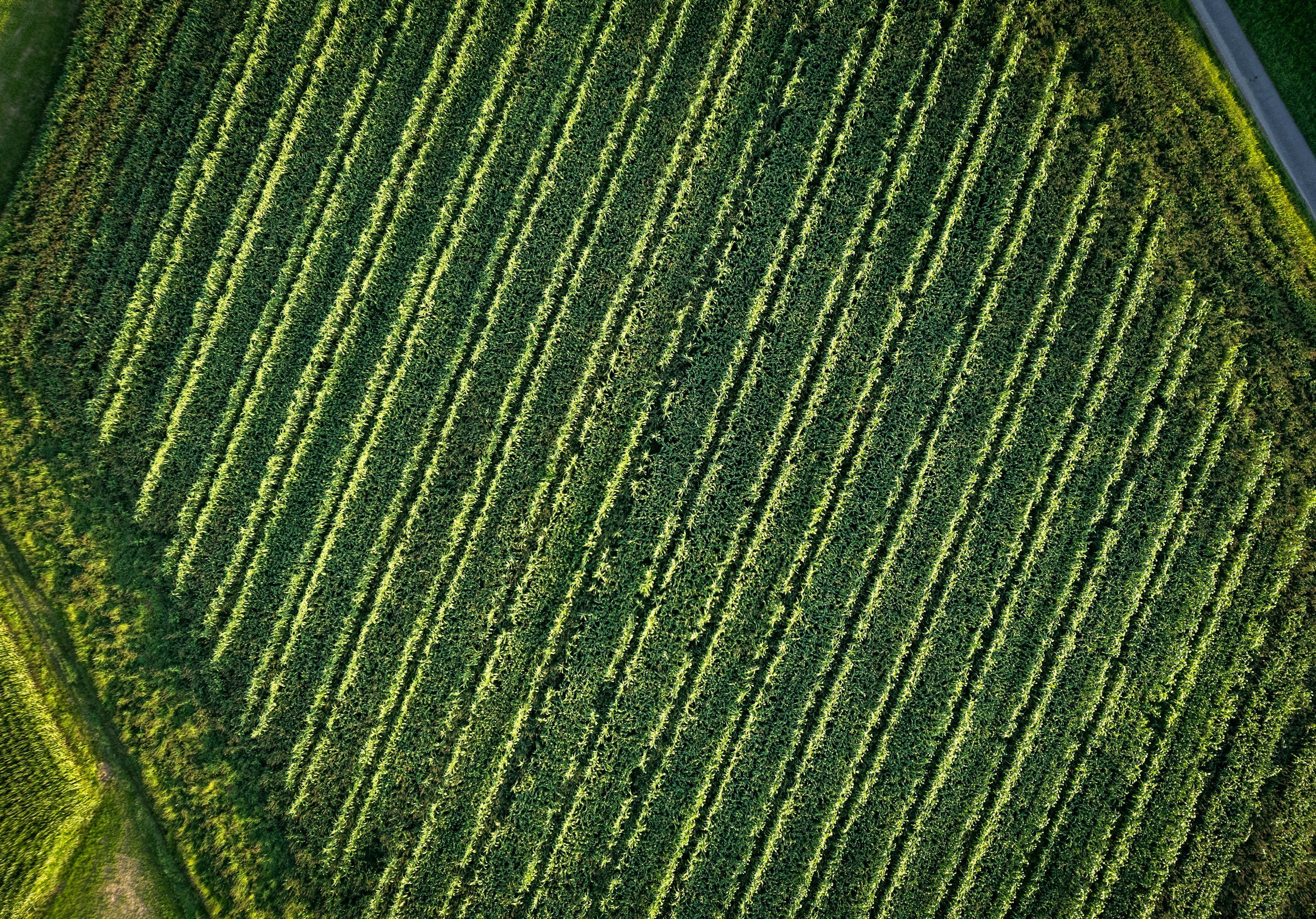 An aerial view of a large, green agricultural field with rows of crops planted in parallel lines, bordered by a curved road in the top right corner.