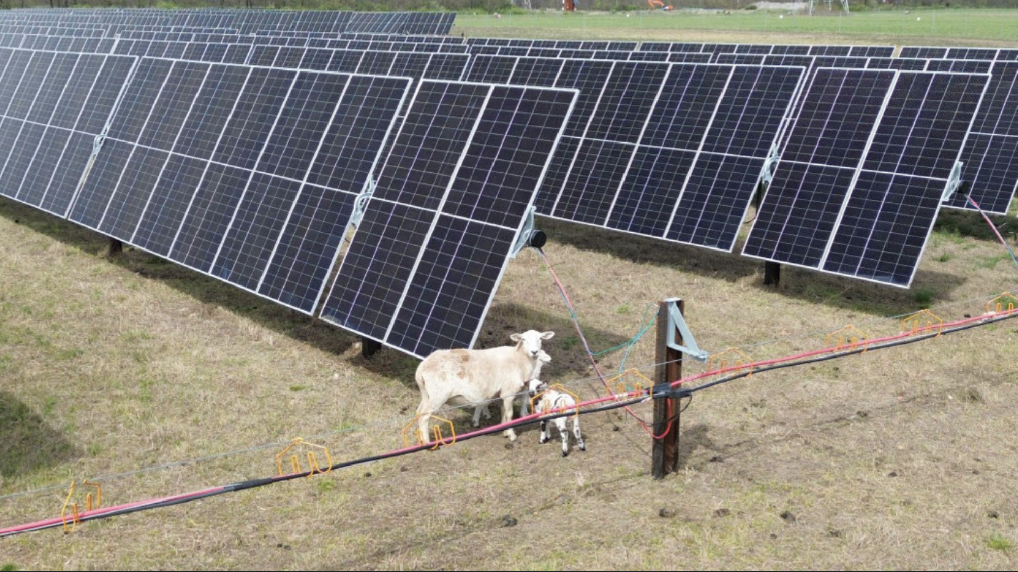 A ‘MAMMOTH’ AGRIVOLTAIC PROJECT CROSSES THE POLITICAL DIVIDE IN INDIANA