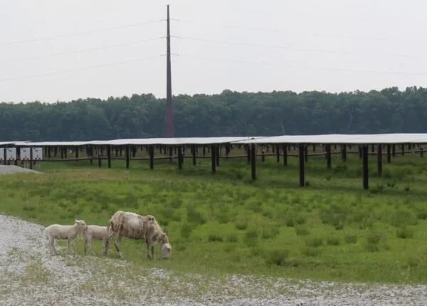 TSF STORY: MAMMOTH SOLAR PUSHES BACK AGAINST OPPOSITION WITH ‘AGRIVOLTAICS’