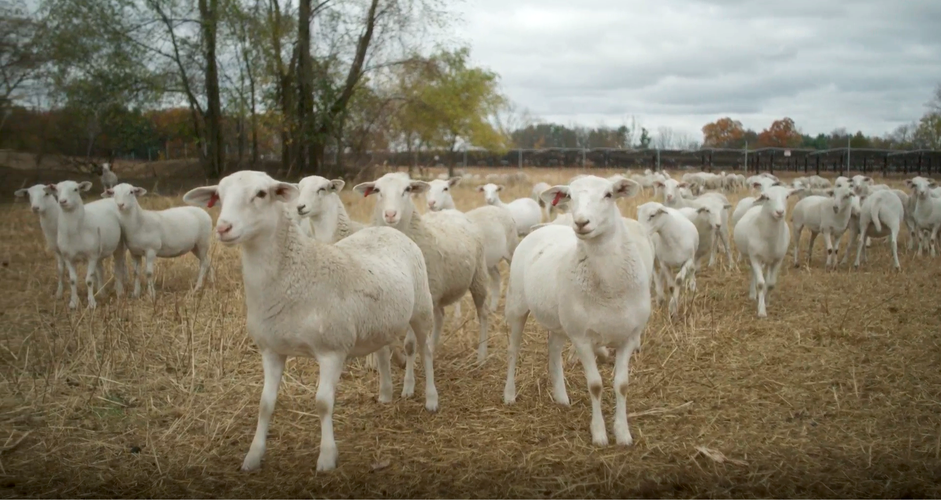 A herd of white sheep standing on a grassy field with autumn trees and a fence in the background.