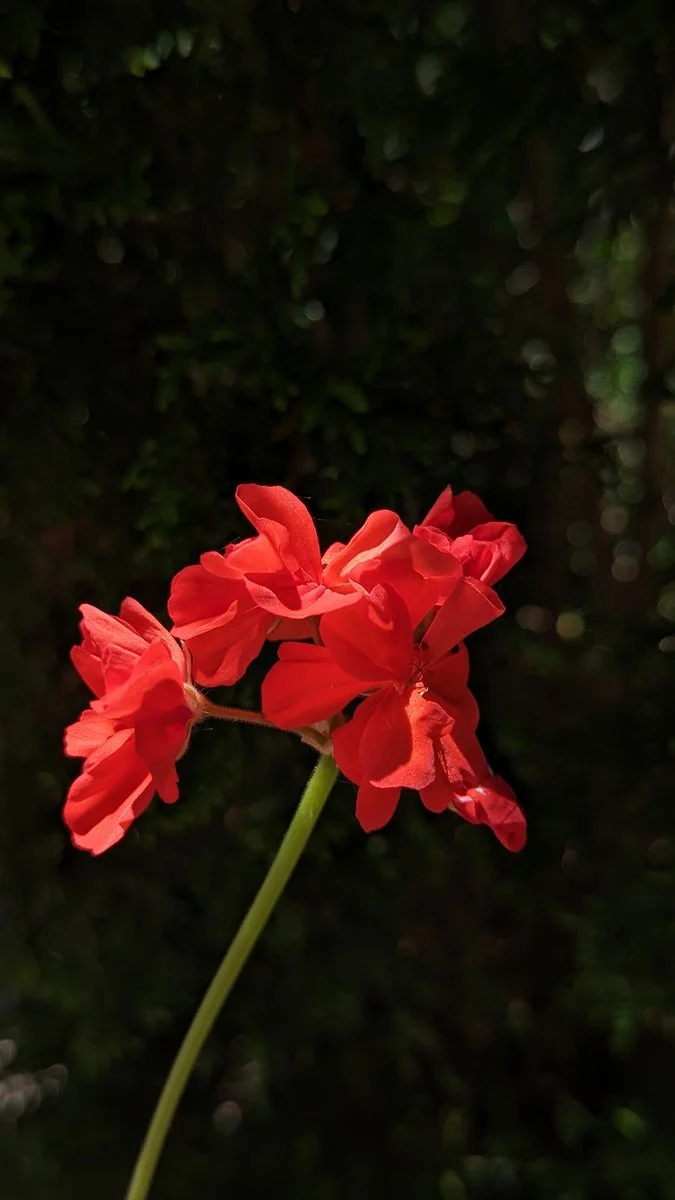 geranium.jpg
