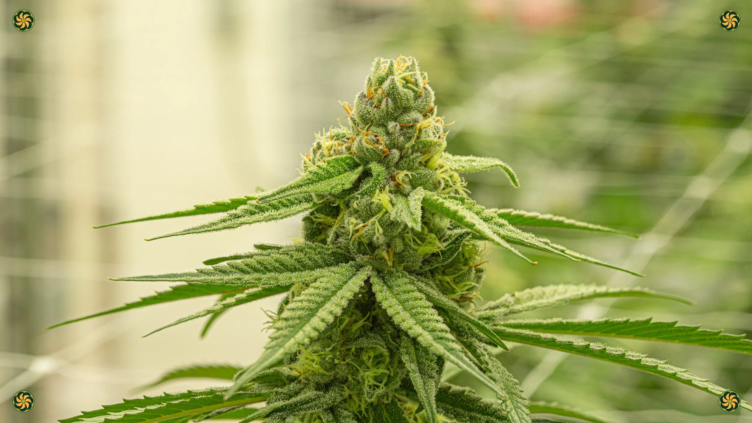 Close-up of a flowering cannabis plant covered in trichomes, with elongated leaves surrounding the bud.
