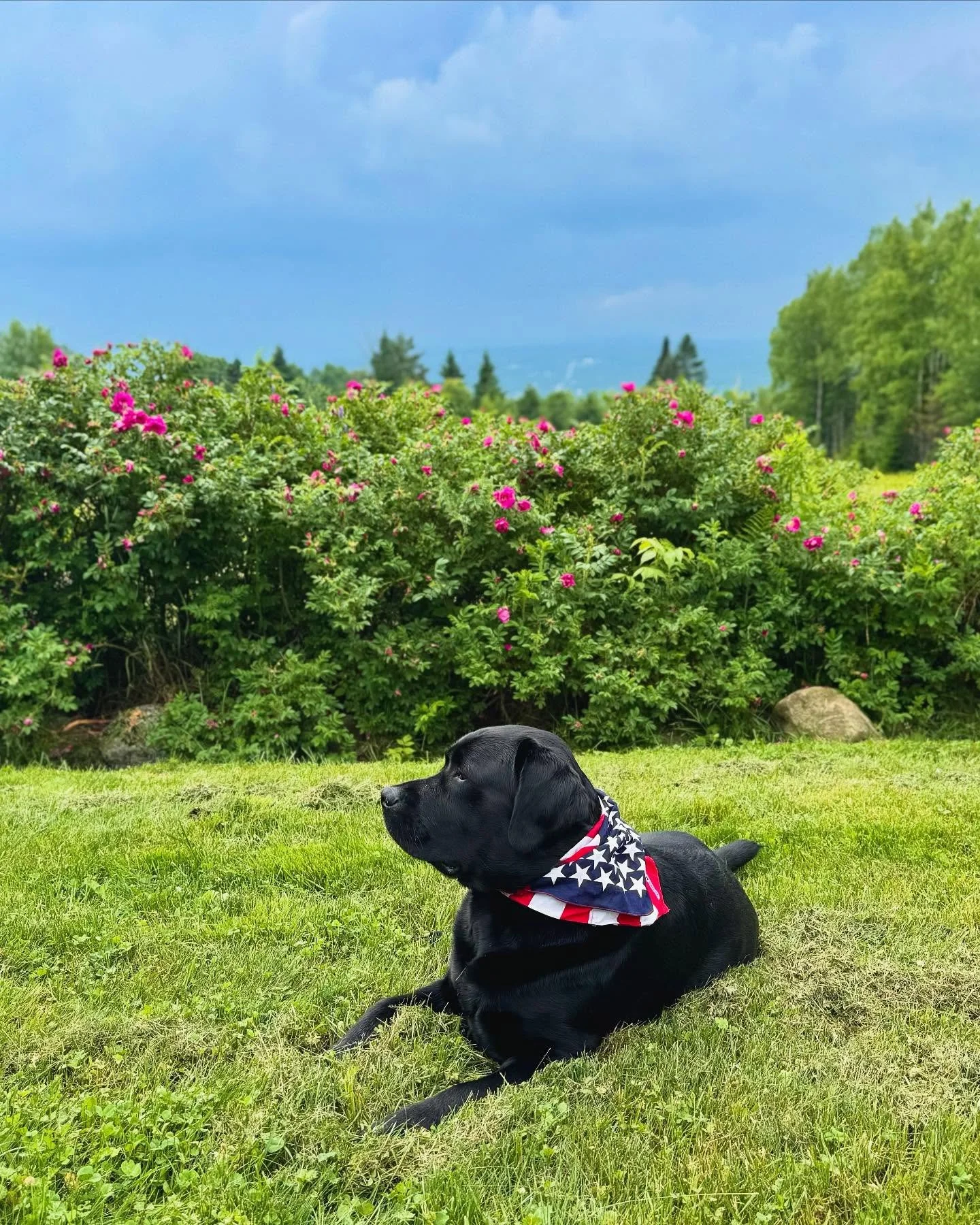 Happy Fourth of July from BDCS 🇺🇸🔨🐾