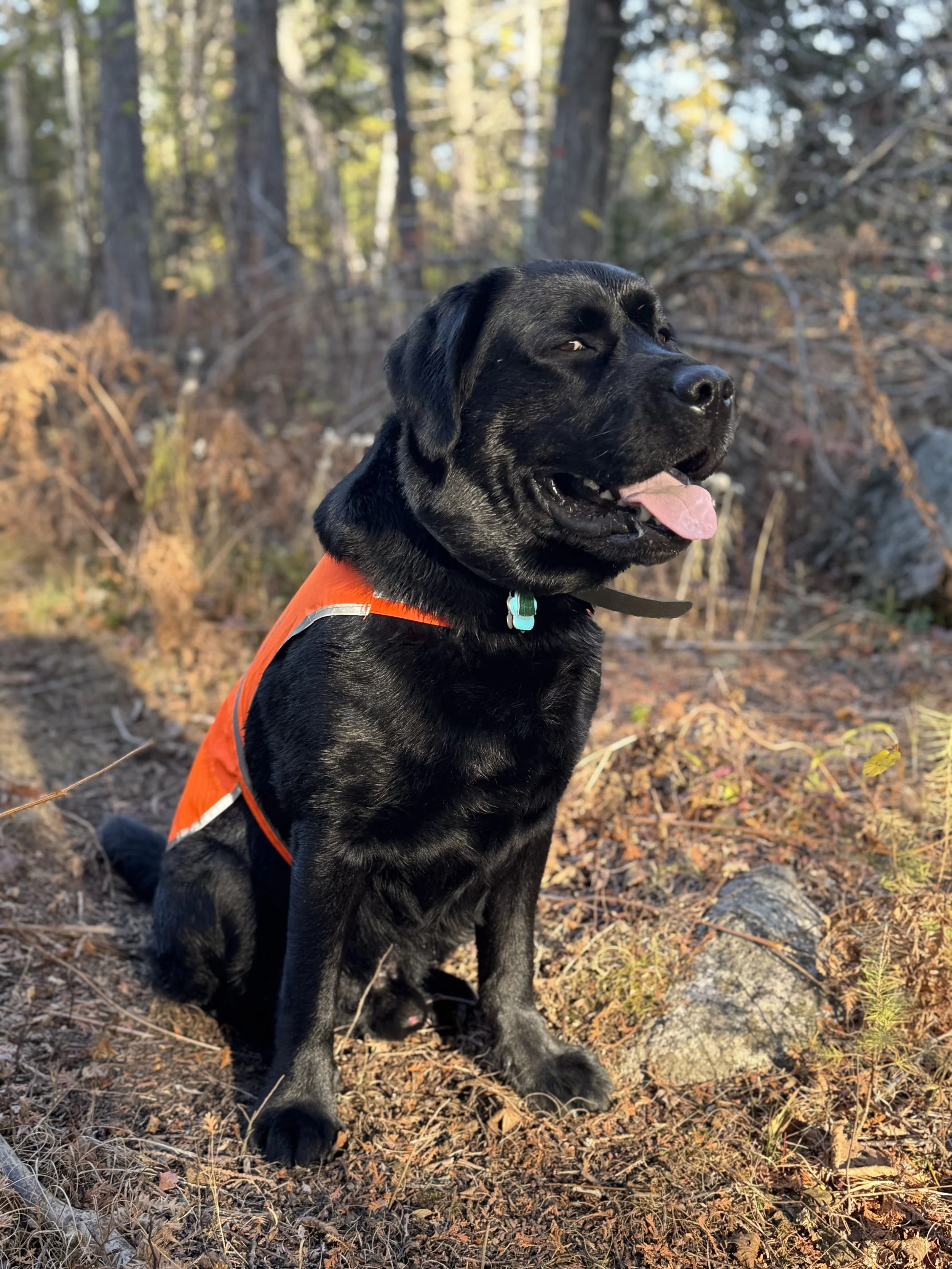 A black Labrador retriever wearing an orange harness sitting outdoors in a wooded area with trees and rocks, sticking out its tongue.