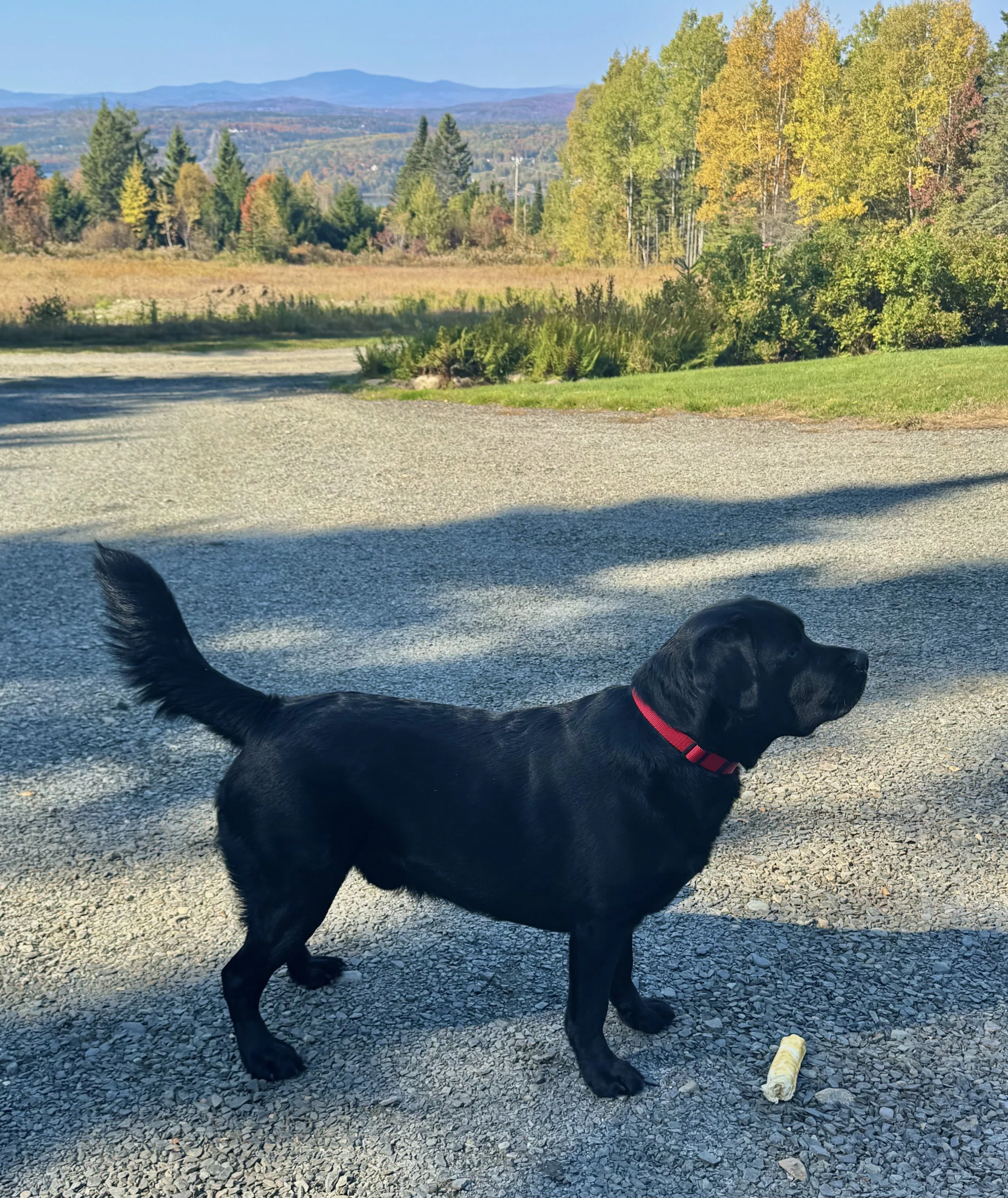Black dog with red collar standing on gravel path with autumn trees and mountains in the background.