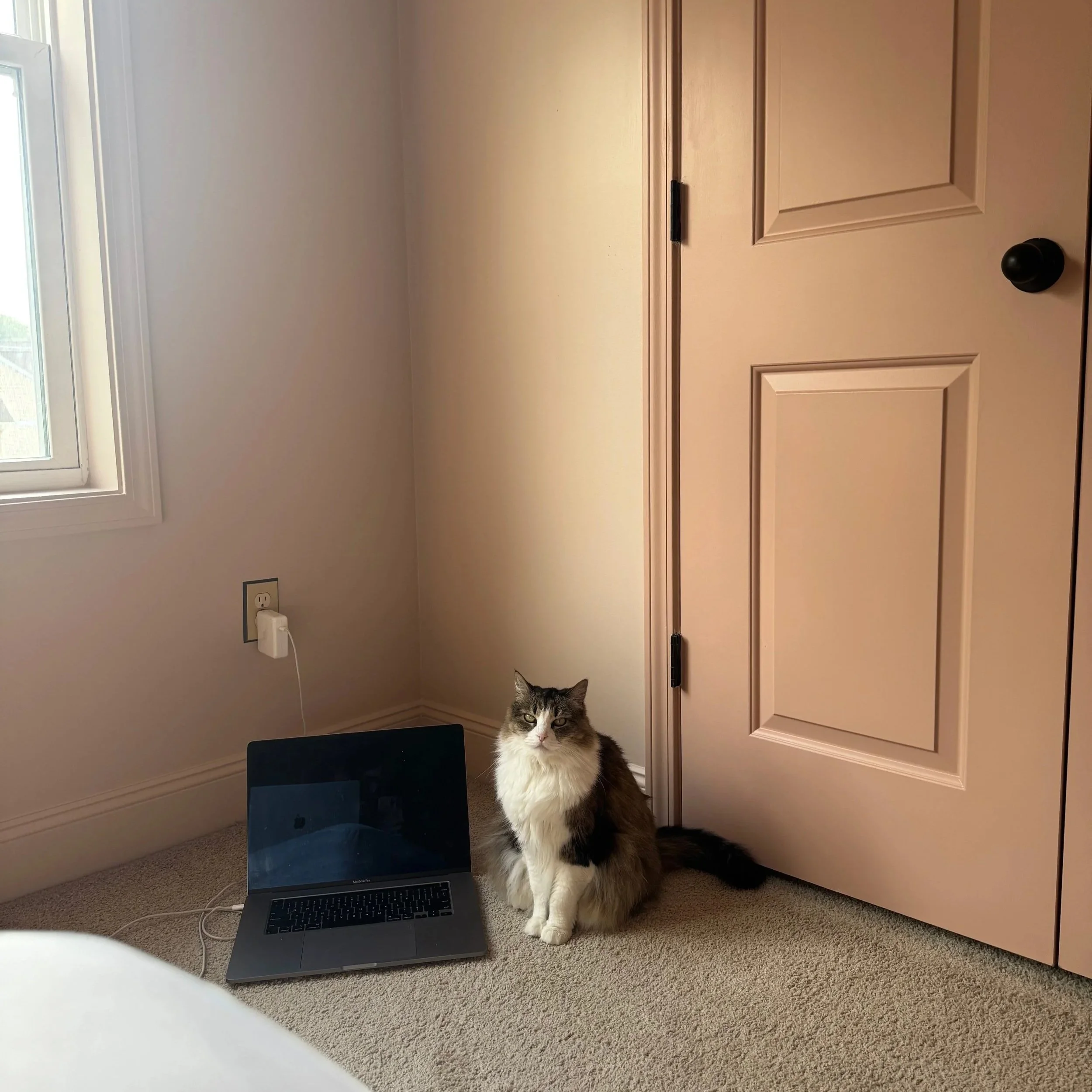 A fluffy black and white cat sitting on beige carpet next to an open silver laptop on the floor near a power outlet, in a room with a window and a closed pink door.