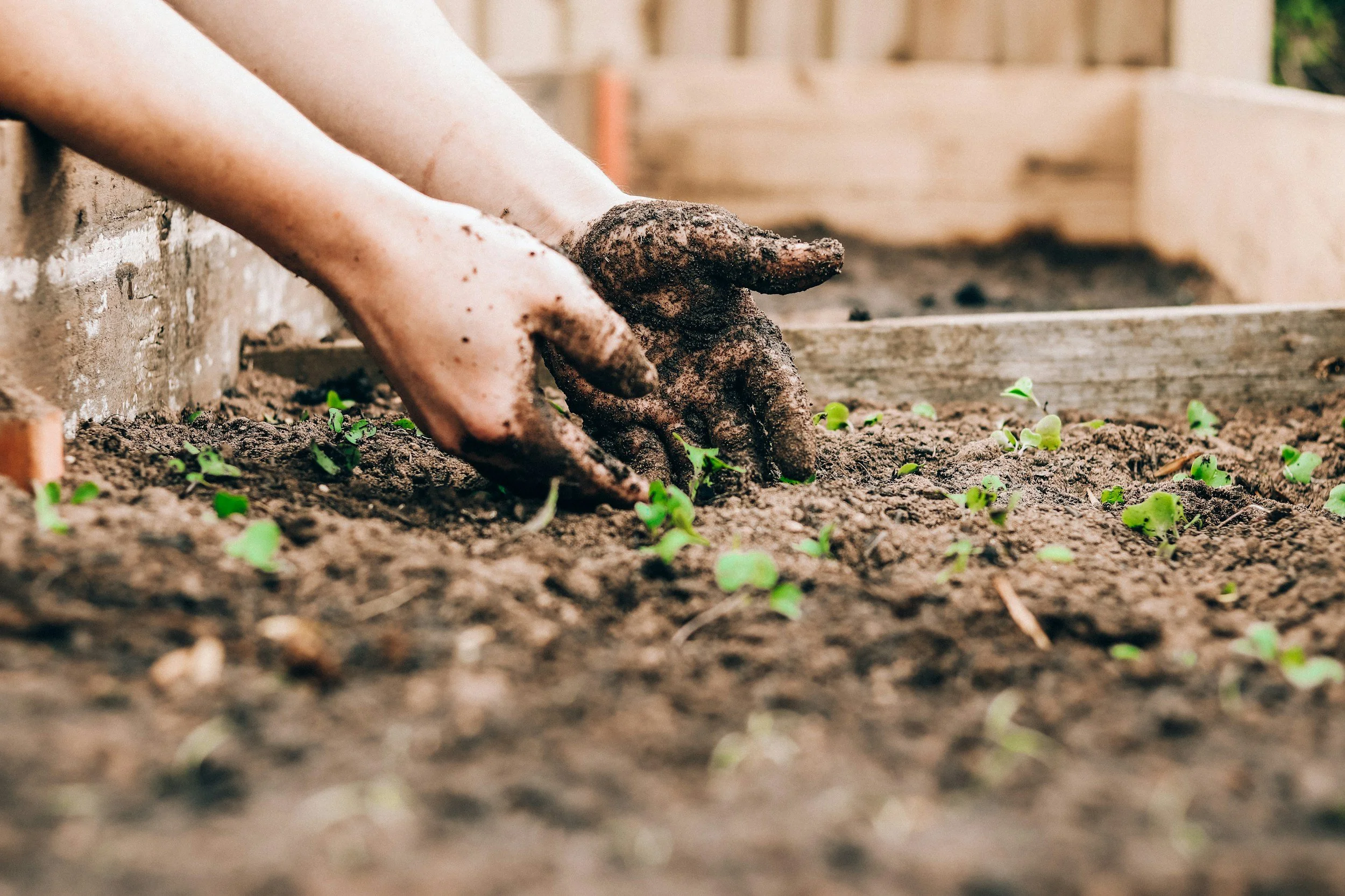 Hands planting small green seedlings in soil during gardening.