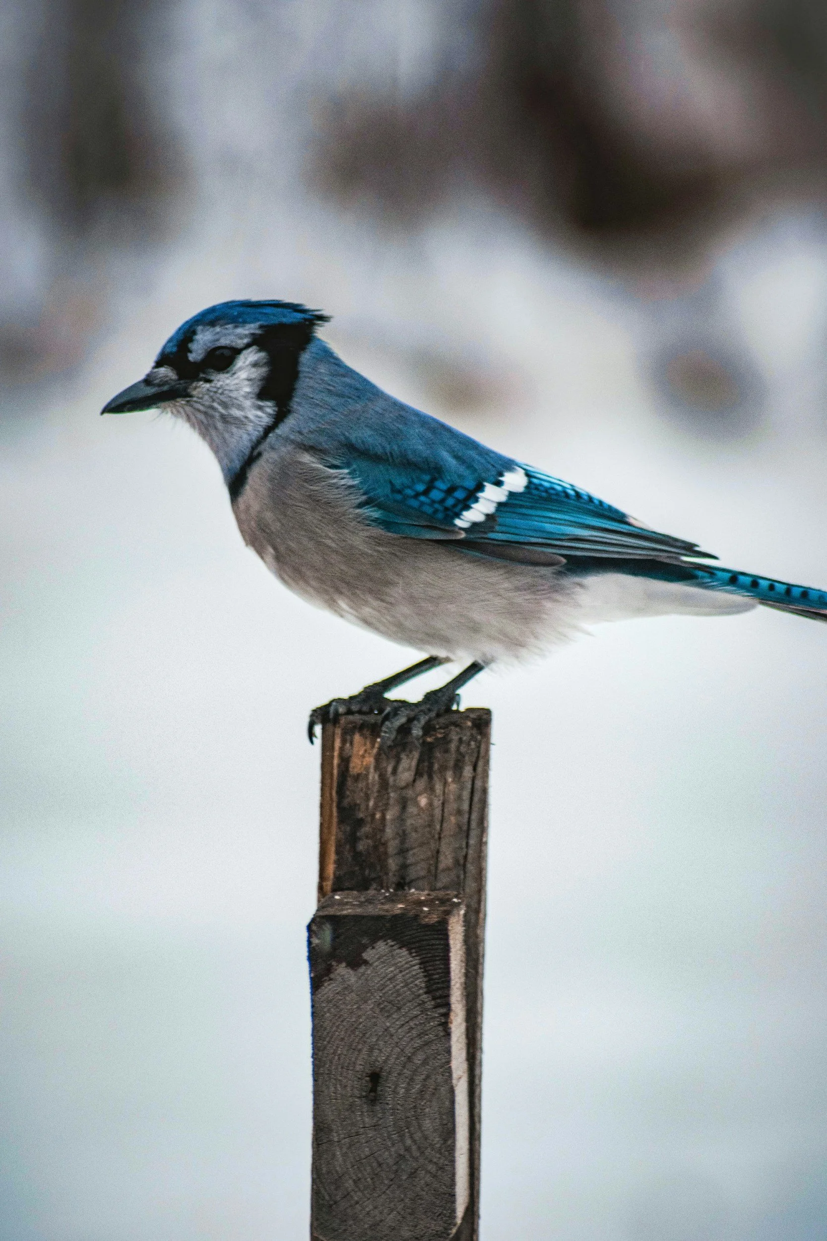 A blue jay bird perched on a wooden post with a blurred natural background.