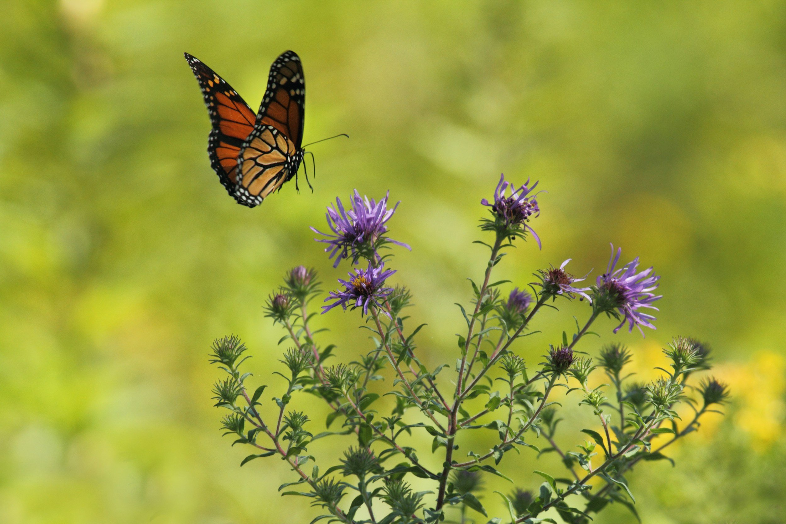 A monarch butterfly perched on purple aster flowers against a blurred green background.