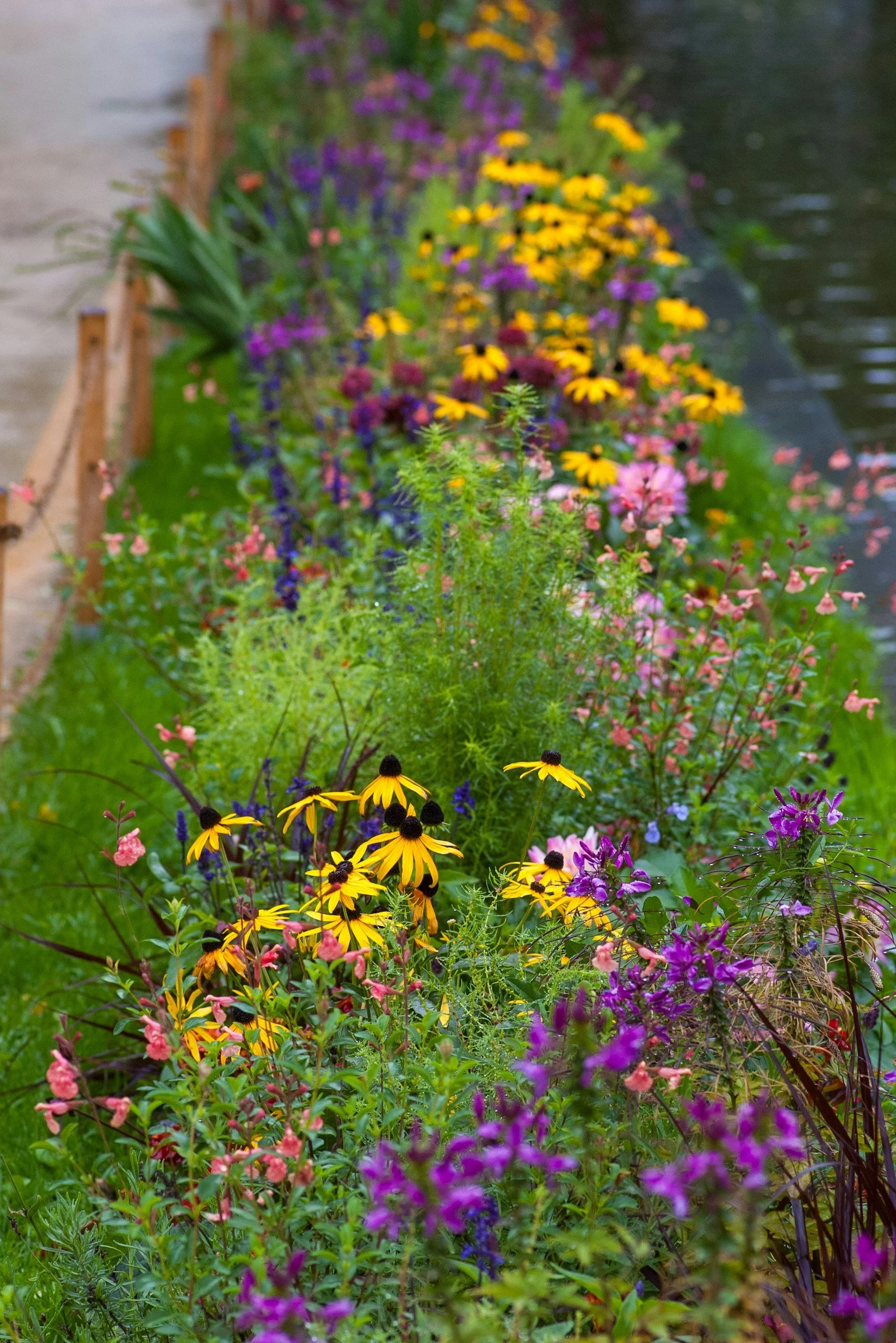A colorful flower garden along a waterway, featuring purple, yellow, pink, and green plants with a blurred background.