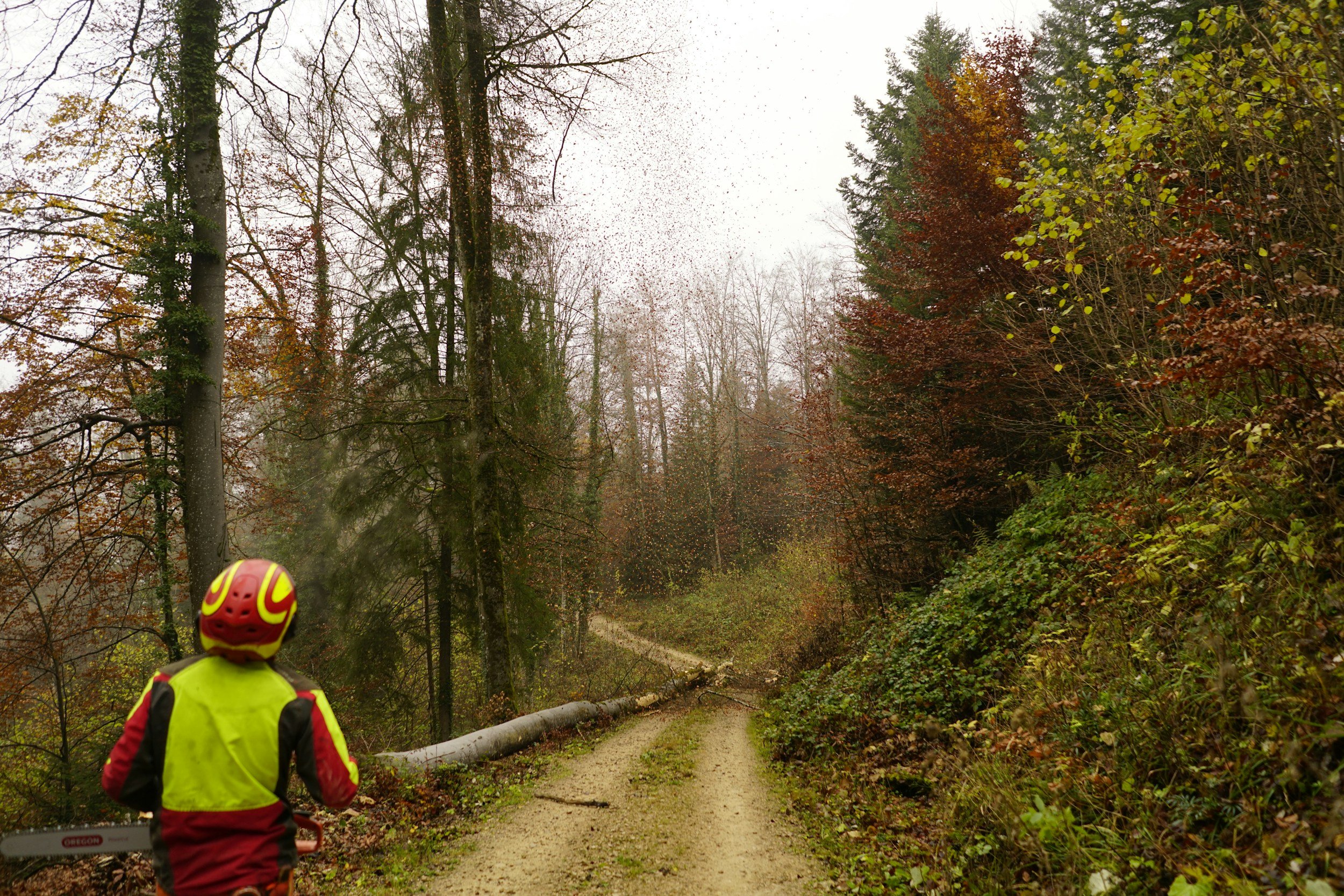 A person wearing a red and yellow safety vest and a red helmet walking down a dirt trail in a forest during fall, with trees displaying autumn colors and a fallen tree across the path.