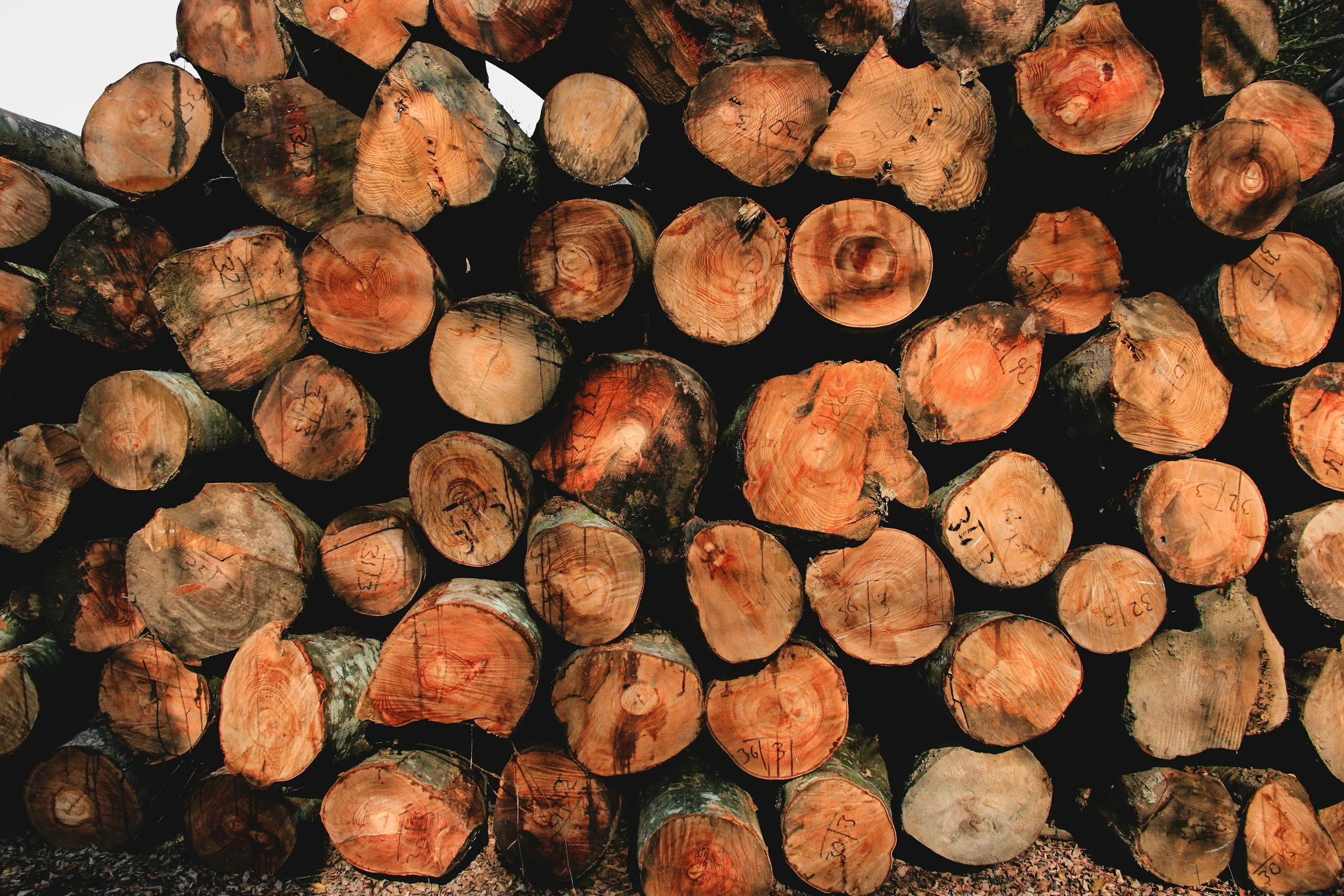 Stacked logs of cut wood, showing the cross sections with visible tree rings and some markings.