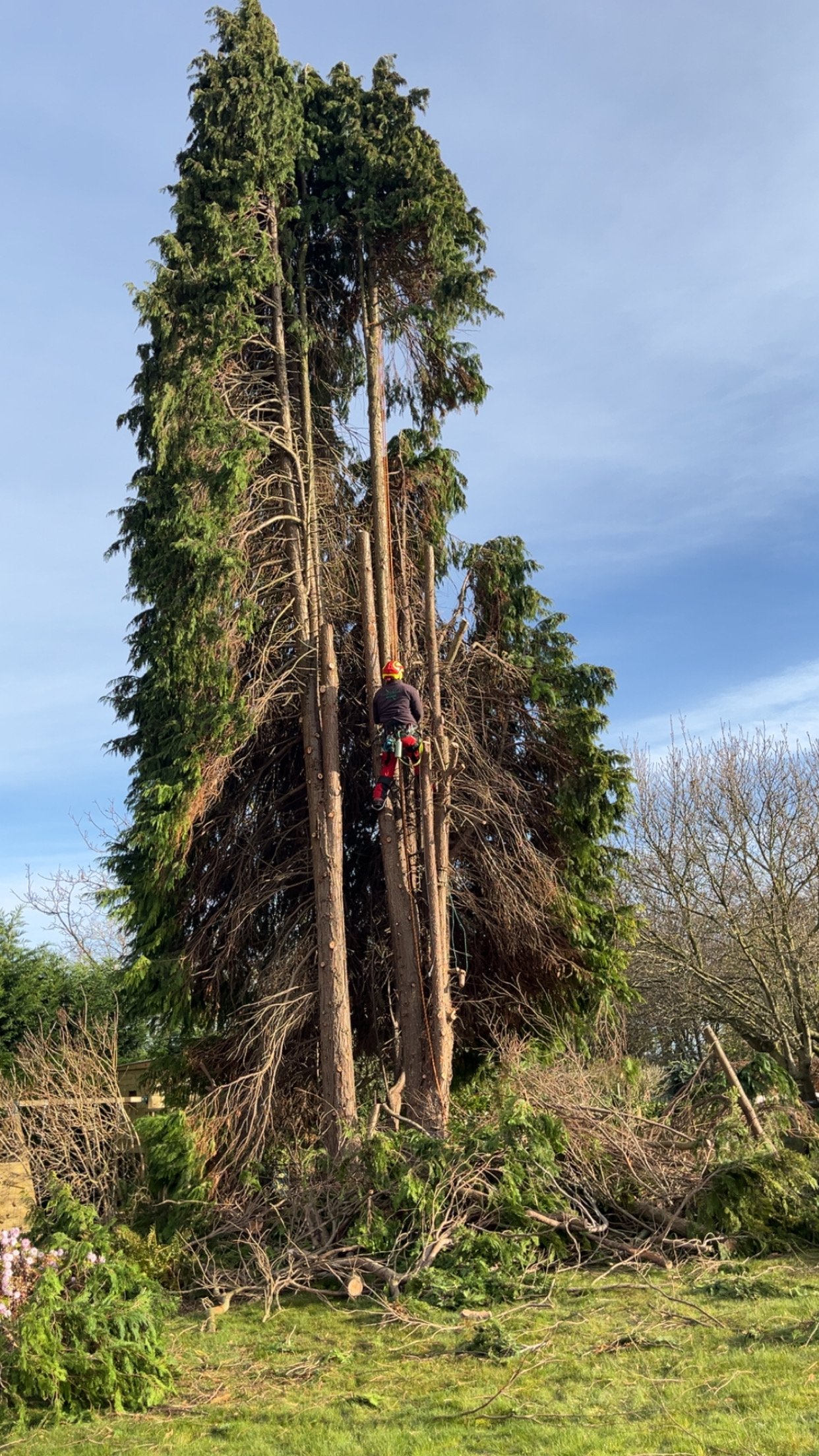 A person wearing safety gear and a helmet climbs a large tree, with branches and debris at the base on a clear day.