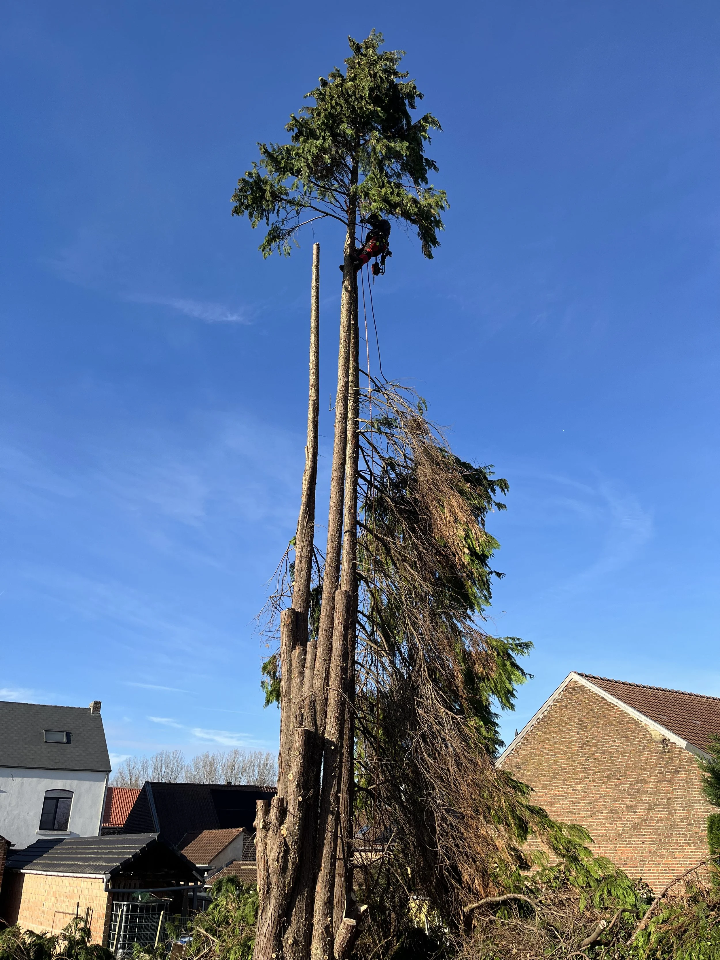 Tree climber cutting and removing branches from a tall tree in a residential area.