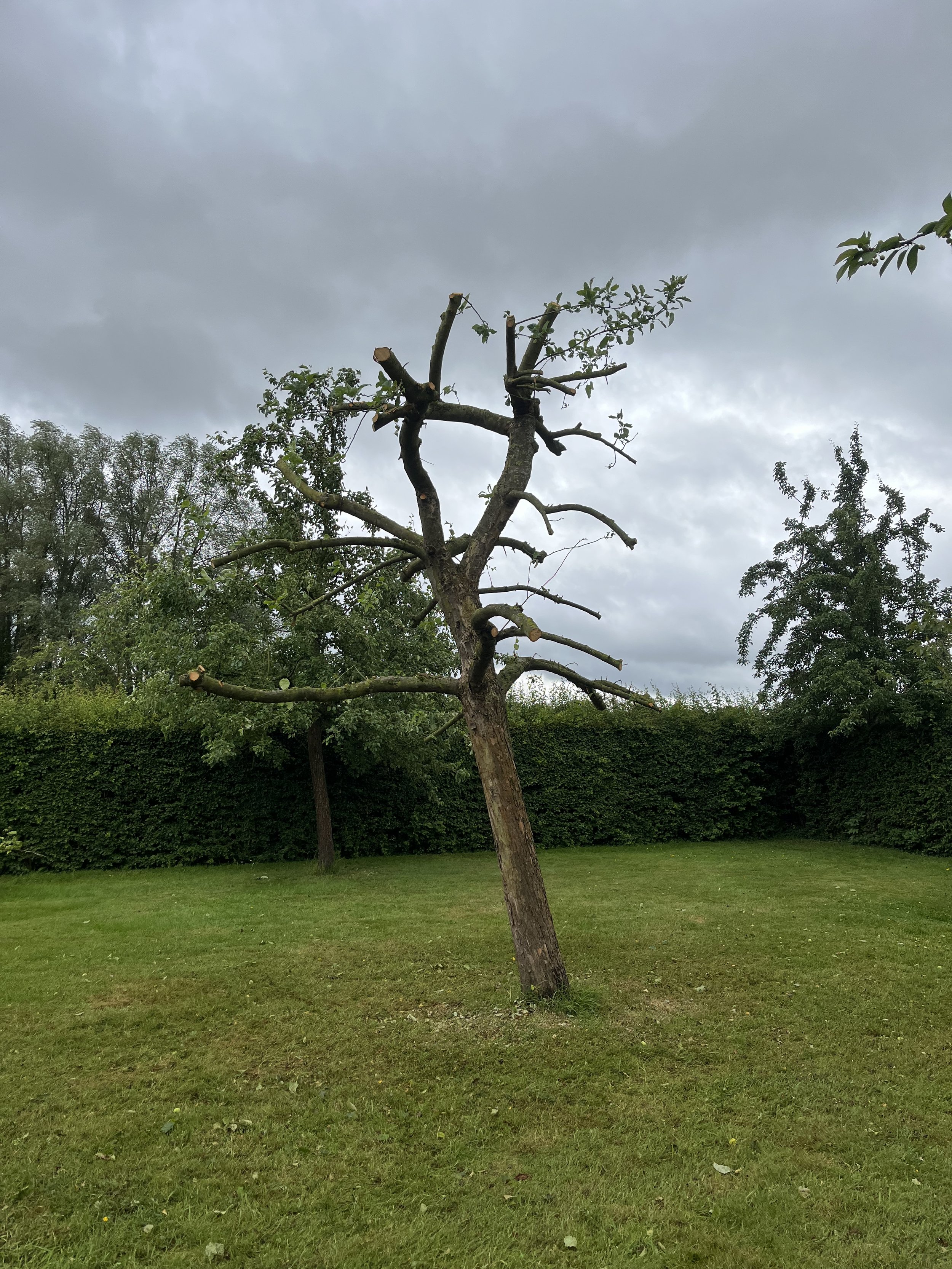 A tree with mostly cut branches and a few small leaves, standing in a grassy yard with a hedge and other trees in the background under a cloudy sky.