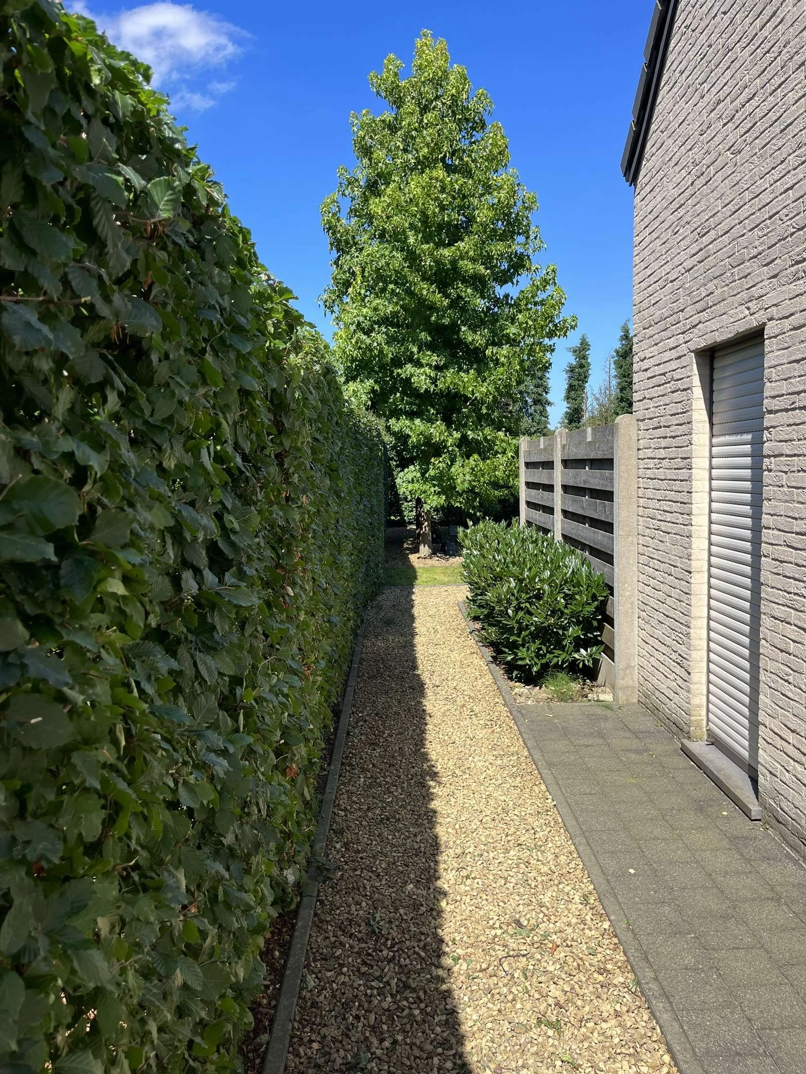 A narrow gravel pathway runs between a tall, dense hedge on the left and a brick building with a closed roller shutter door on the right. There is a large tree with green leaves at the end of the pathway, under a clear blue sky.